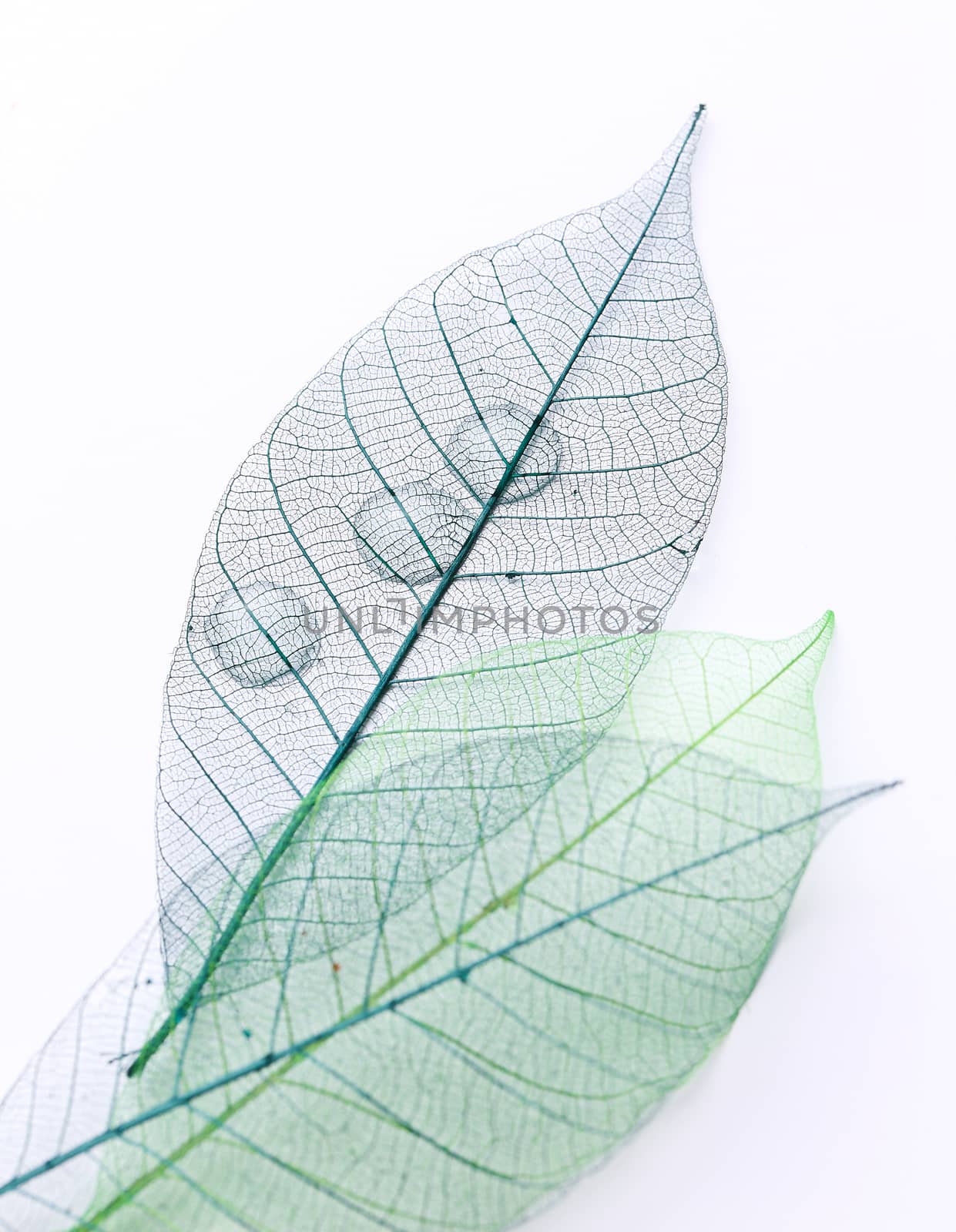 Texture, details. Leaf on the table
