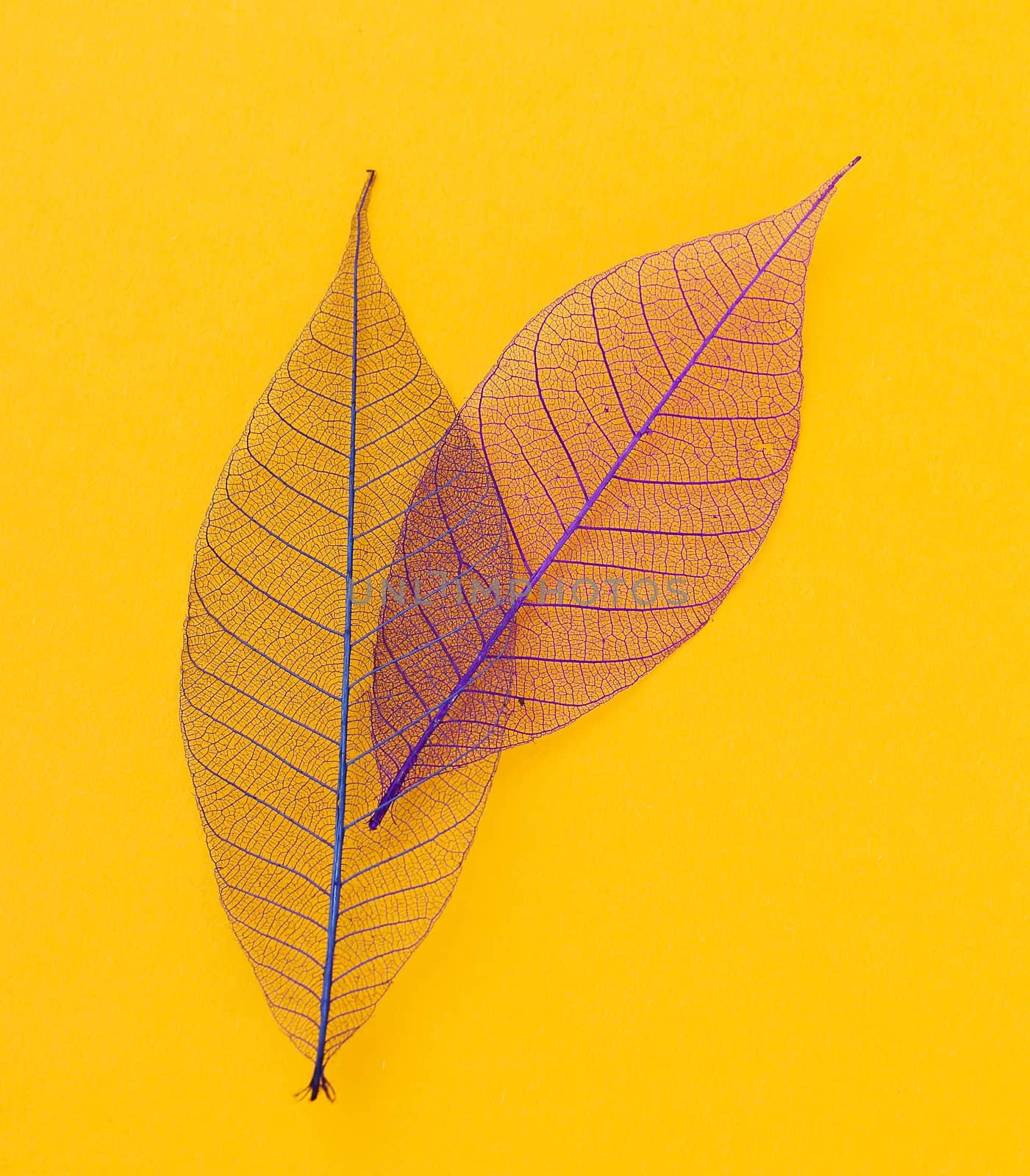 Texture, details. Leaf on the table