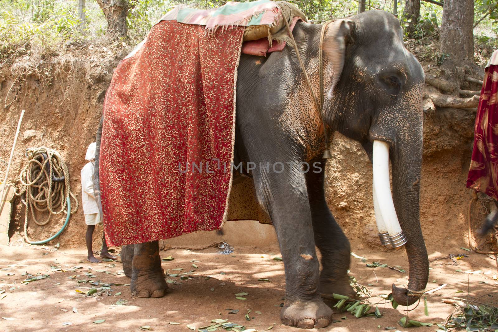 The beautiful Indian elephant with a seat for passengers costs waiting for people by mcherevan