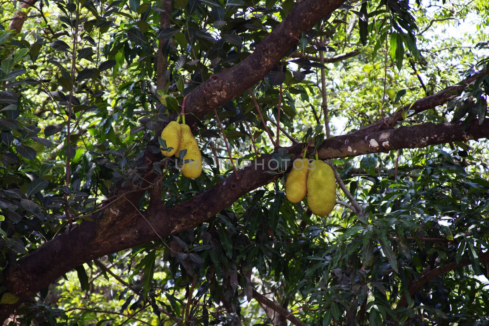 Tree with large fruits of a jackfruit. India Goa.