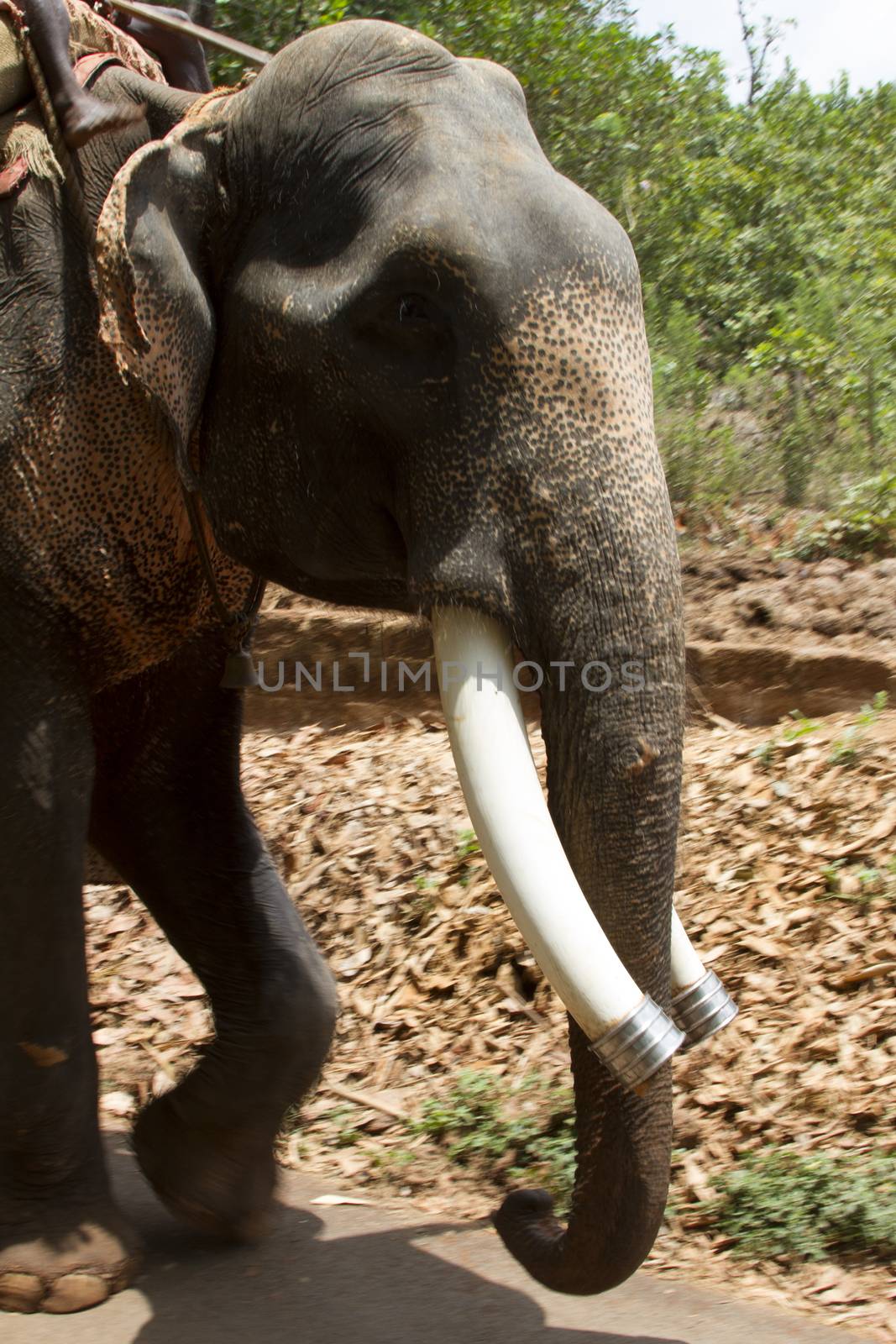 The beautiful Indian elephant with a seat for passengers costs waiting for people by mcherevan