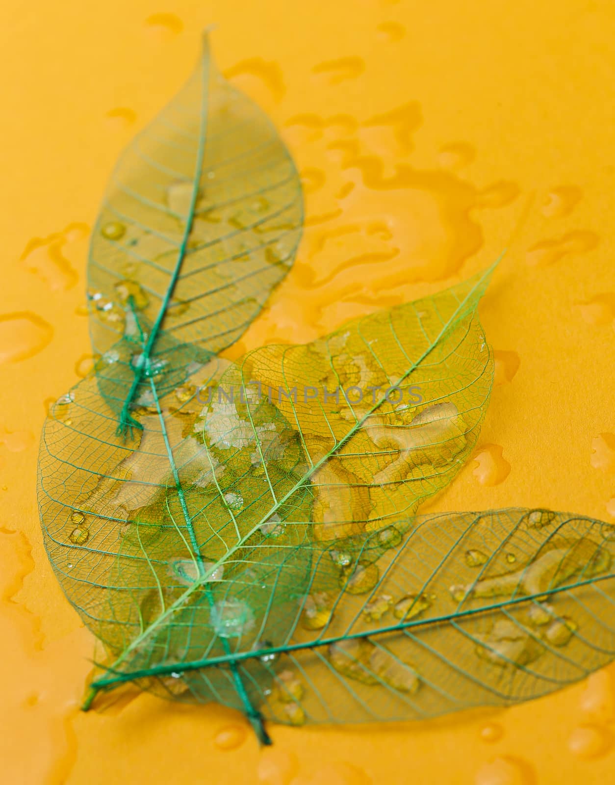 Texture, details. Leaf on the table