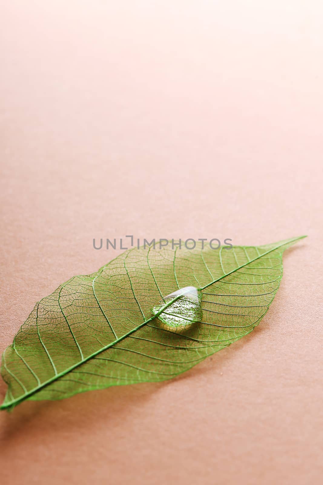 Texture, details. Leaf on the table