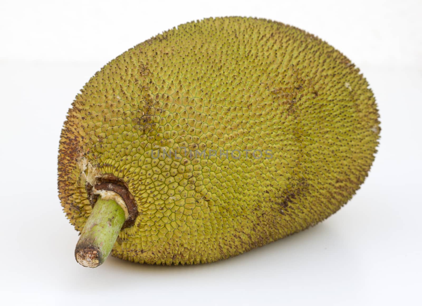Large ripe jackfruit. India Goa. by mcherevan