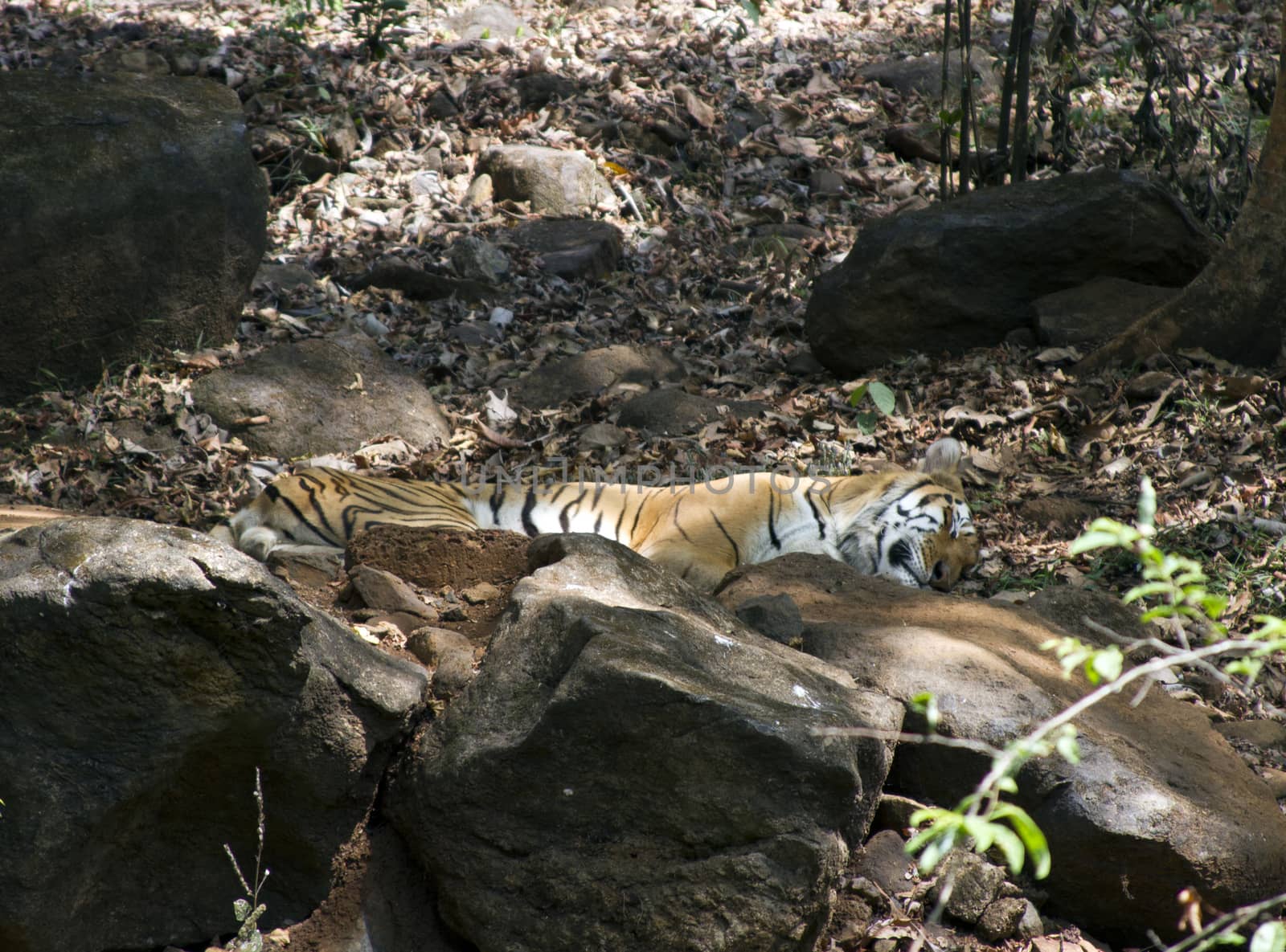The Indian Bengalese tiger lies on the rock in a zoo. India Goa