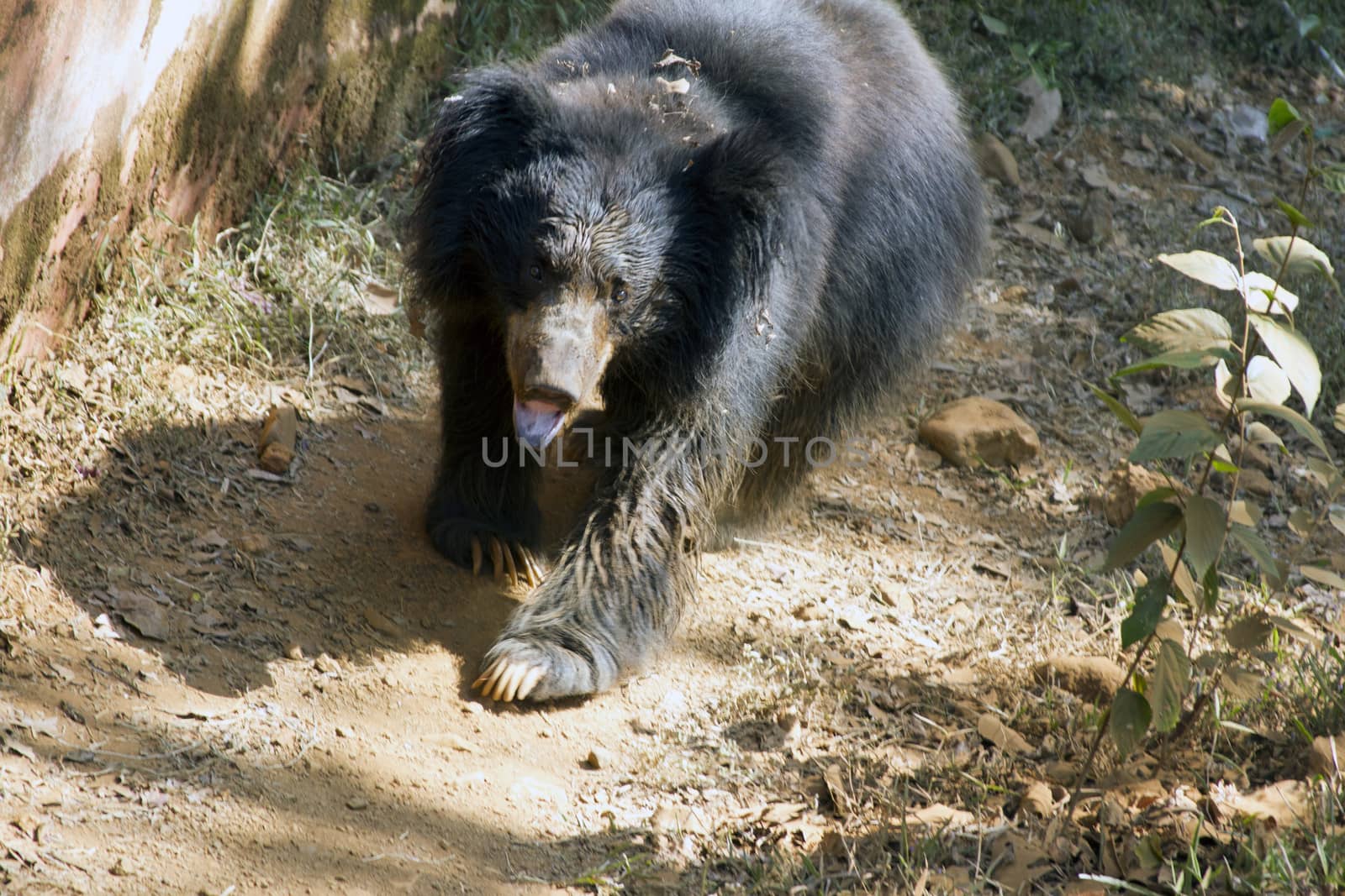 The Indian Himalaya bear runs in a zoo on a track. India Goa.