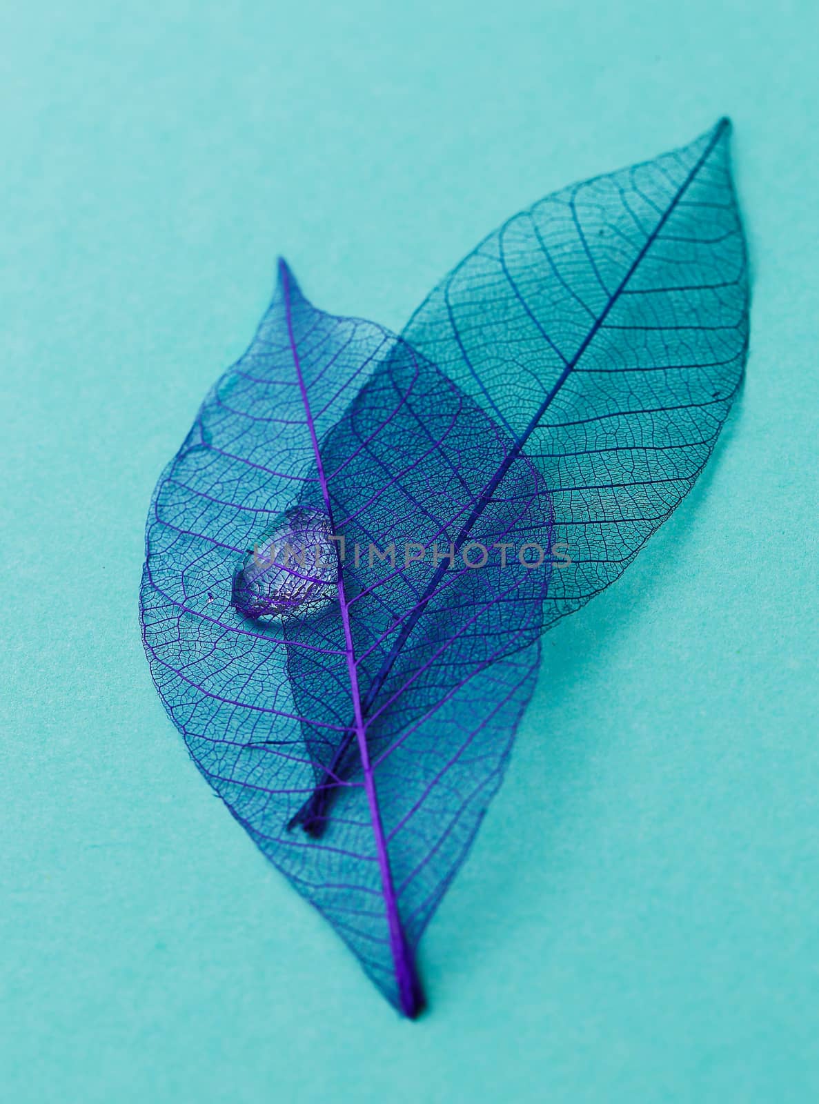 Texture, details. Leaf on the table