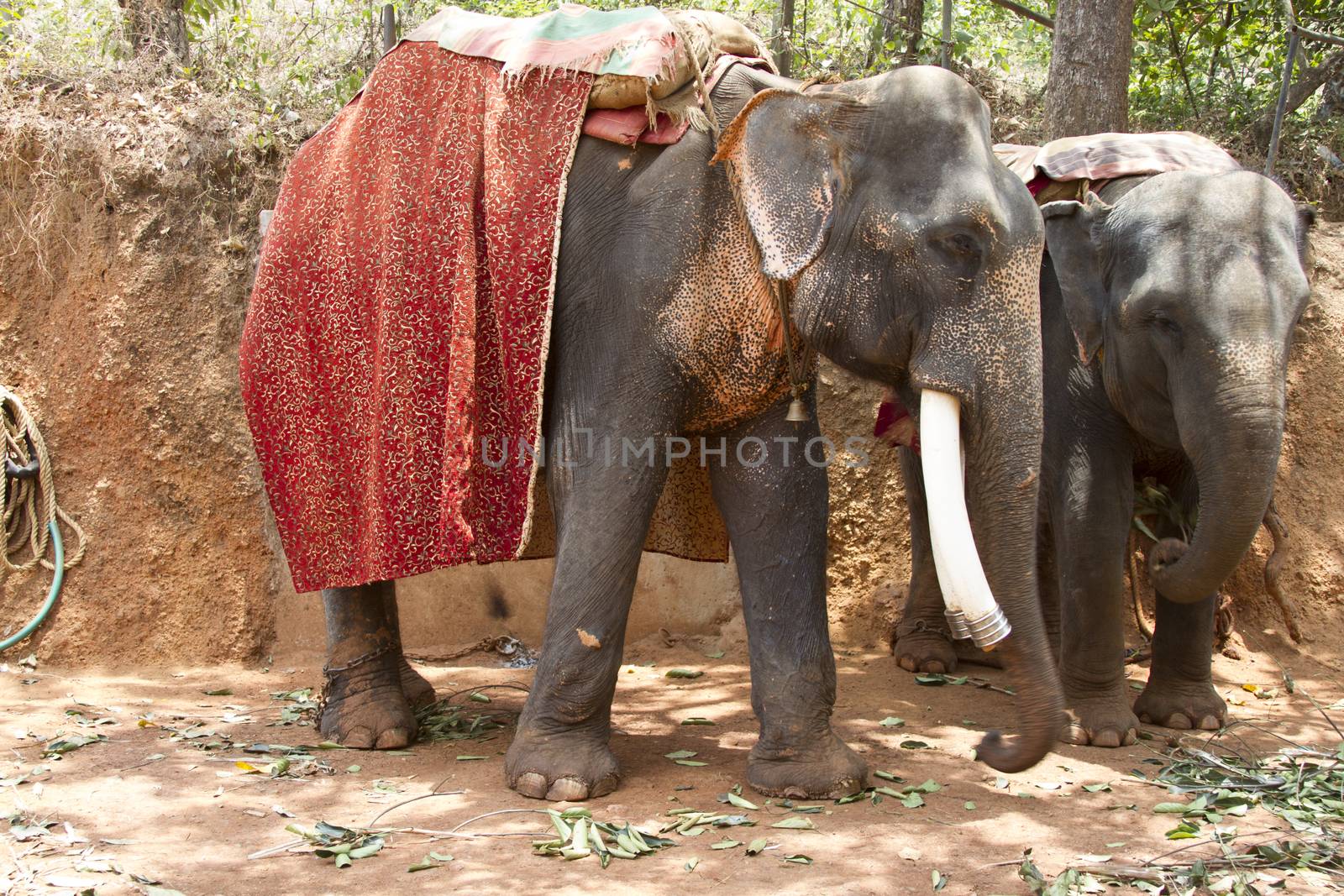 Two beautiful Indian costs an elephant with a seat for passengers waiting for people.