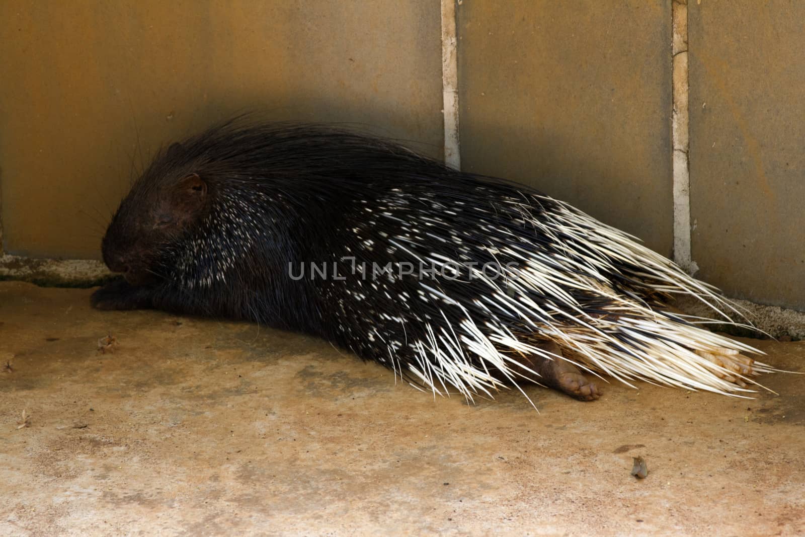 The Indian porcupine lies sleeps in a shadow. India Goa.