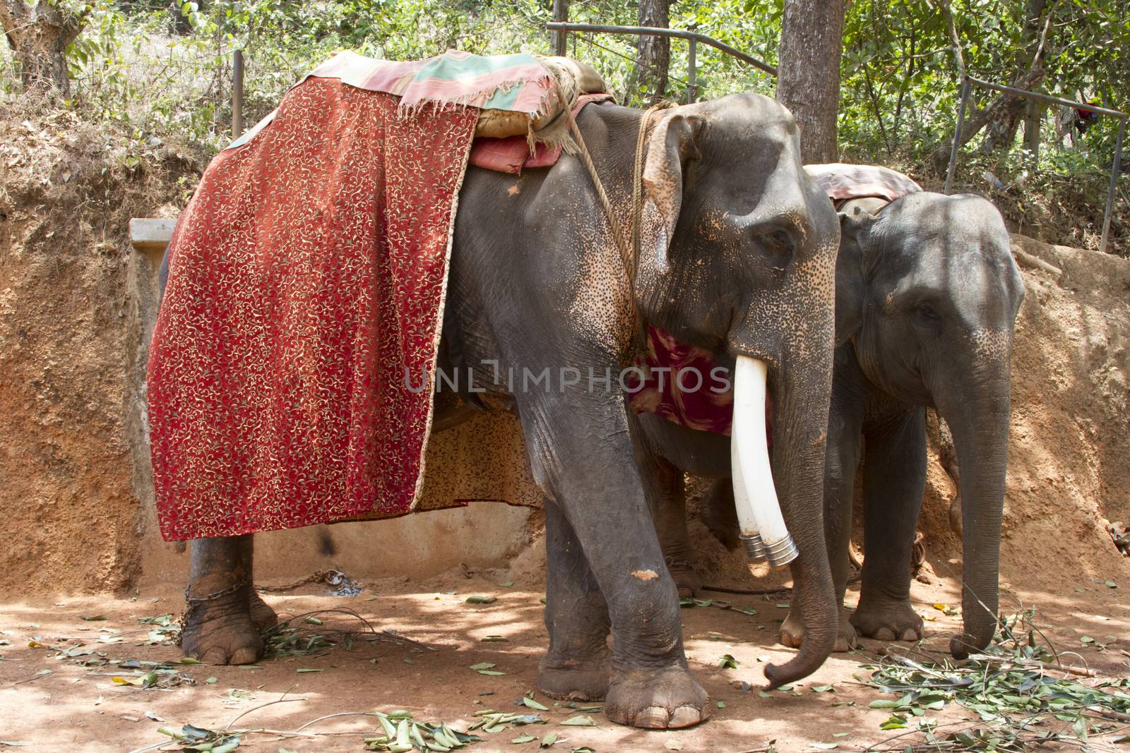 Two beautiful Indian costs an elephant with a seat for passengers waiting for people by mcherevan