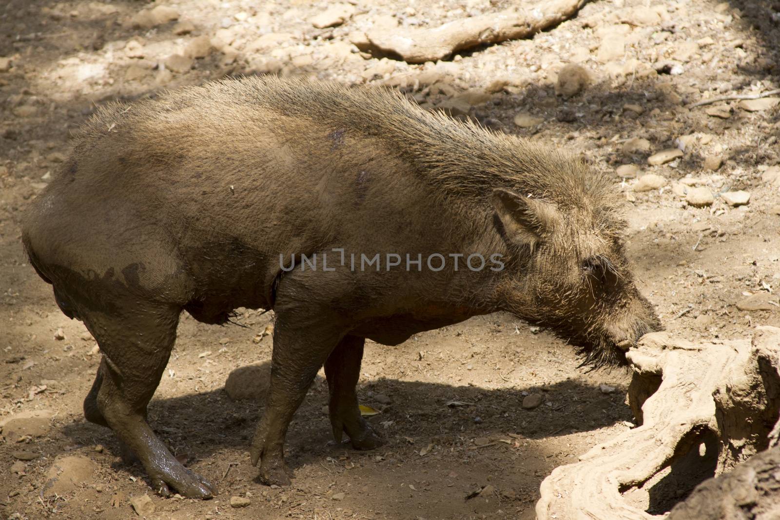 Wild boar in the jungle of India. India Goa.