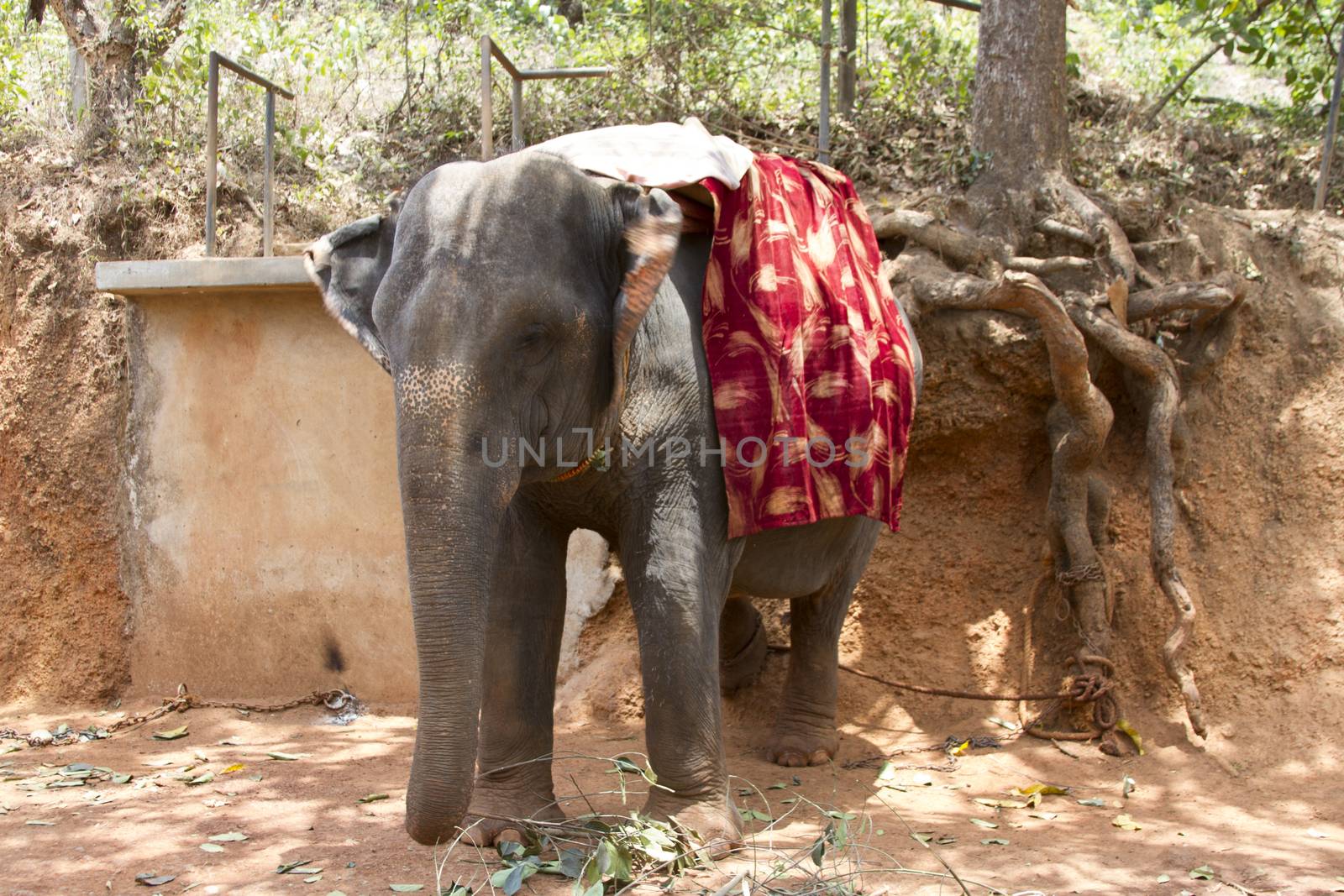 The beautiful Indian elephant with a seat for passengers costs waiting for people.