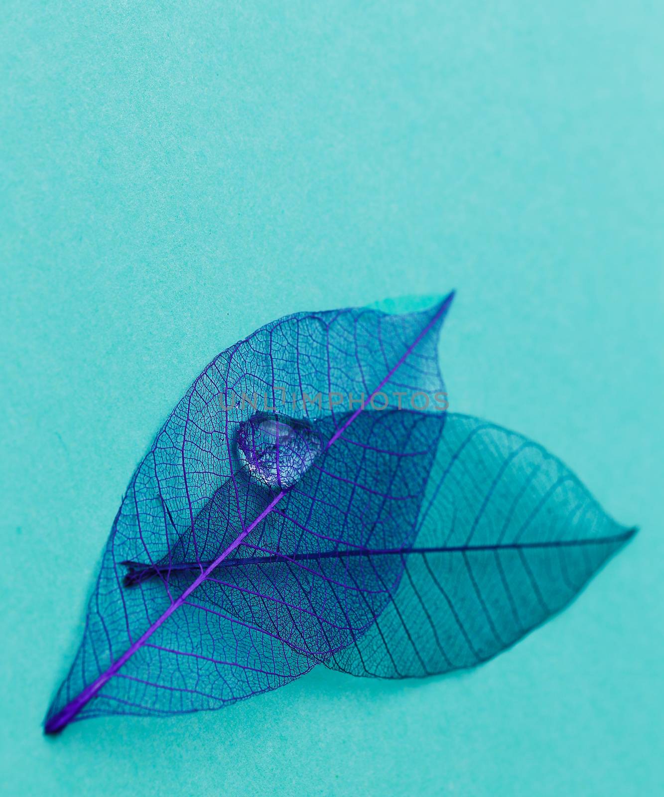 Leaf on the table by rufatjumali