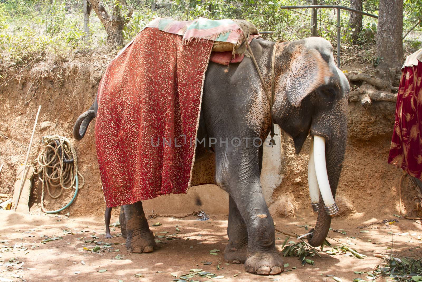 The beautiful Indian elephant with a seat for passengers costs waiting for people by mcherevan