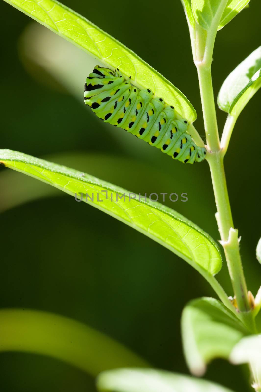 Caterpillar Green Papilio Macaone  by snelsonc