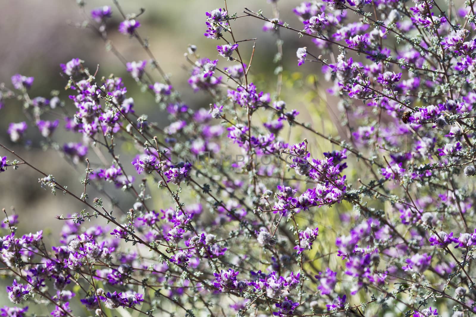 Mass of sprays of indigobush, Dalea Pulchra, in Saguaro National Park, East Division.  In season, the Sonoran desert in bloom is a spectacular  Southwest attraction. 