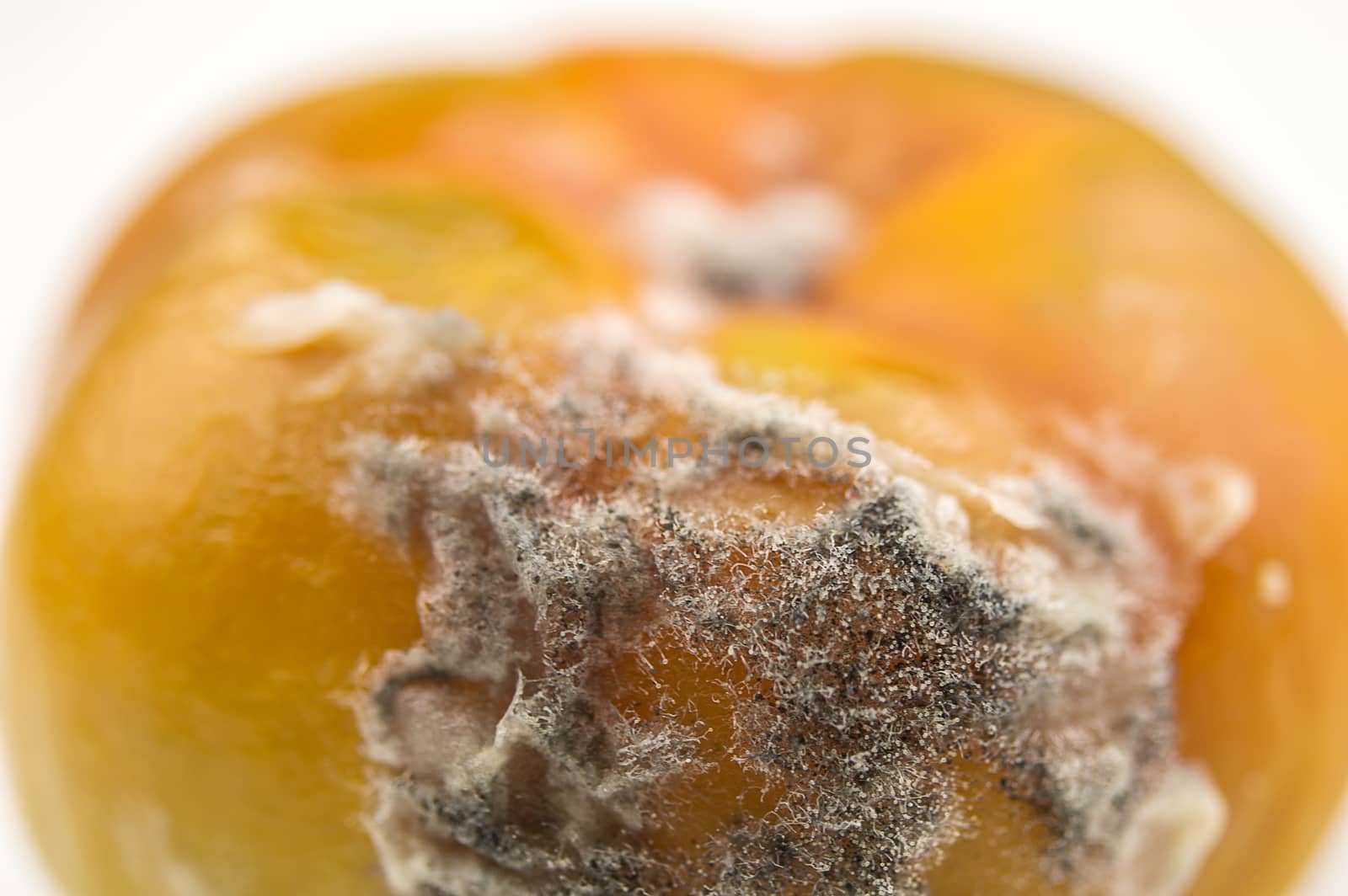 Tomato with fungal growth on macro view