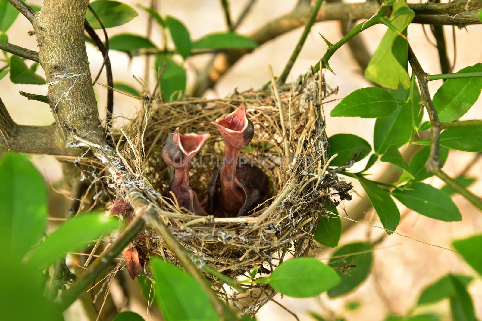 Nest of birds with small babies.