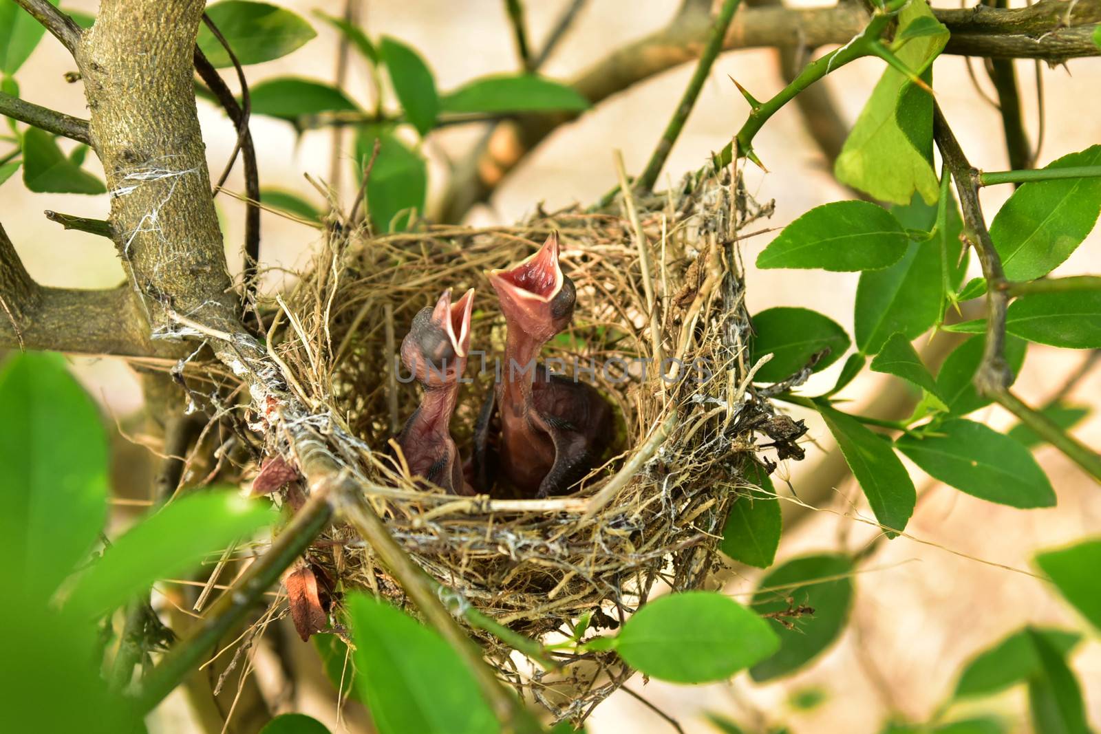 Nest of birds with small babies.