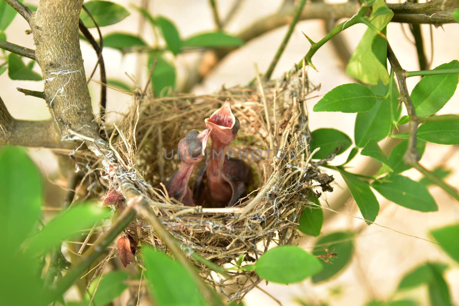 Nest of birds with small babies.