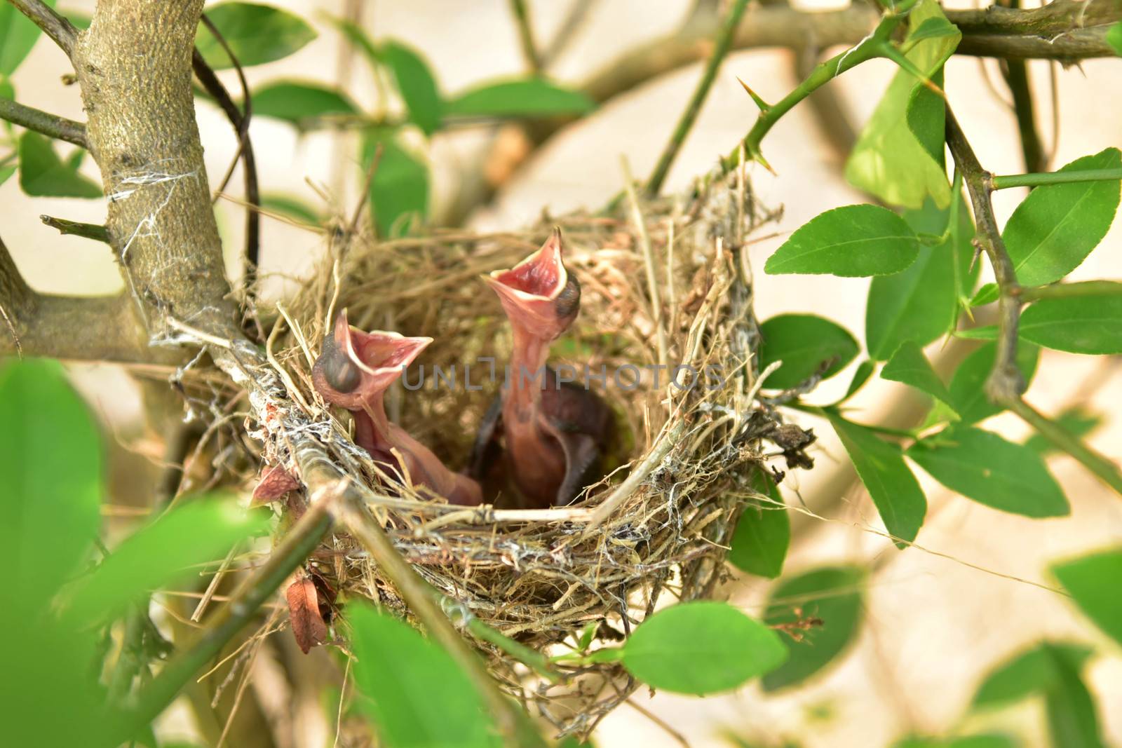 Nest of birds with small babies.