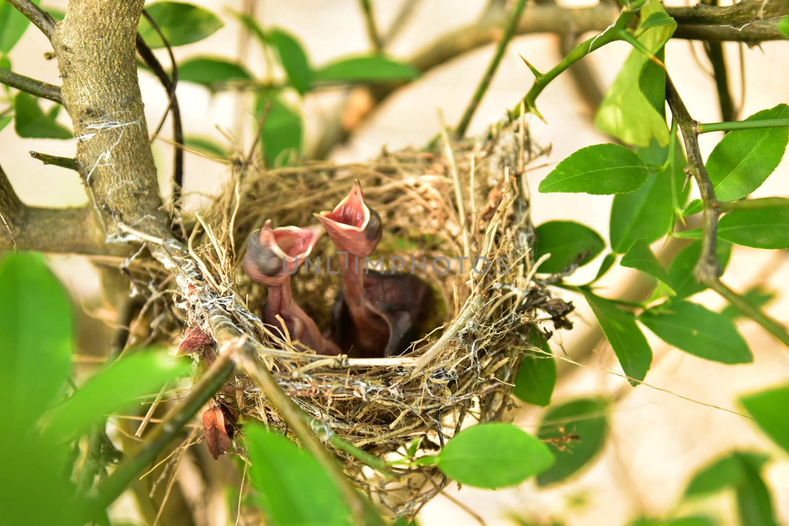 Nest of birds with small babies.