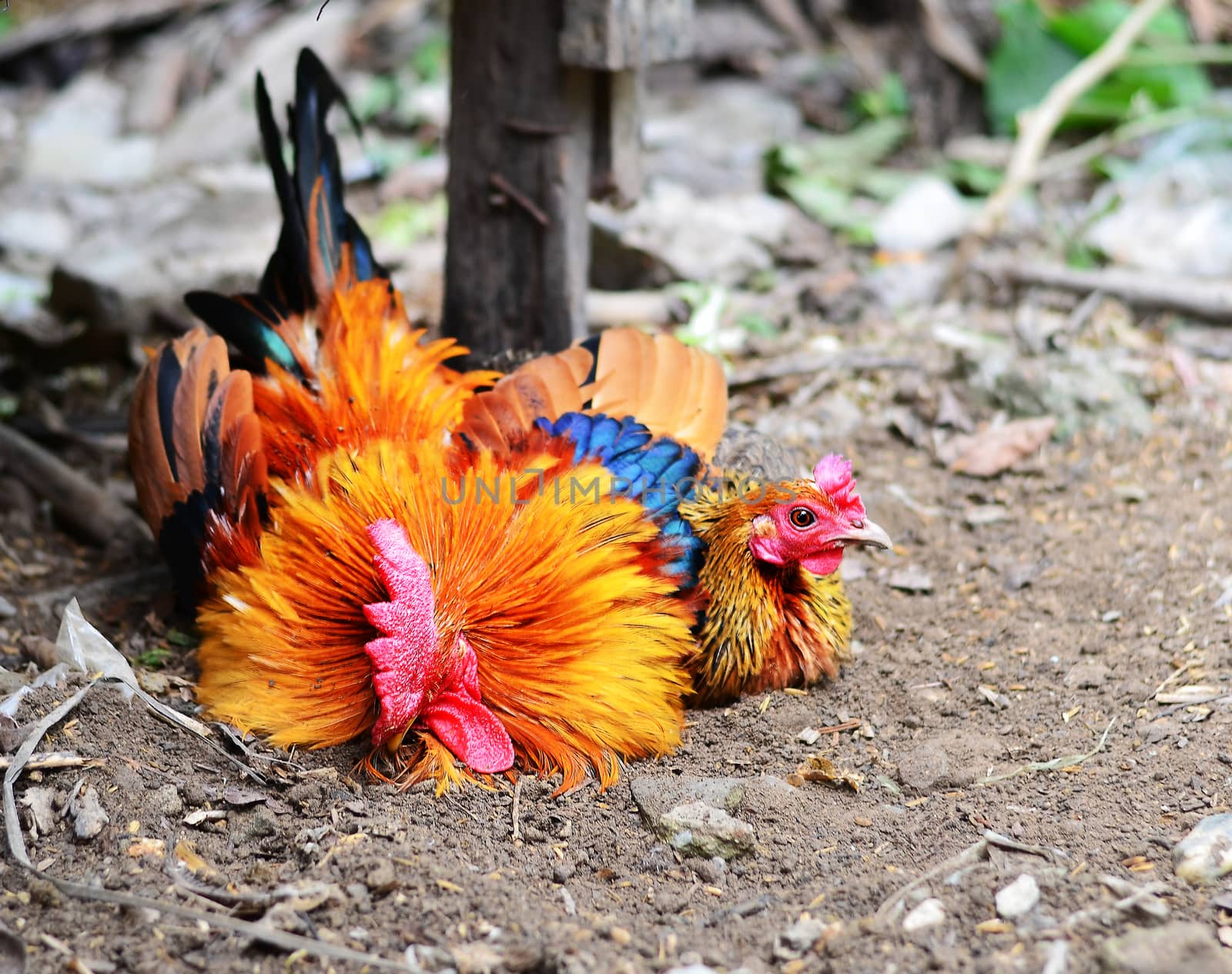 Colorful Rooster by jengit