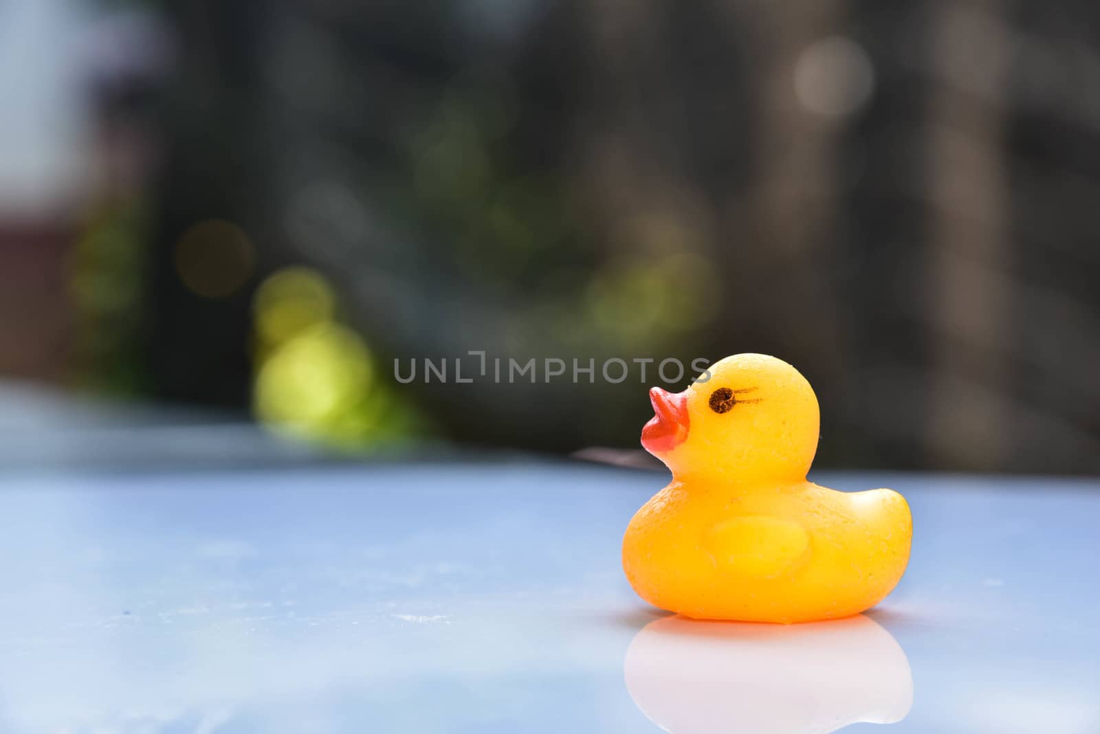 Yellow rubber duck