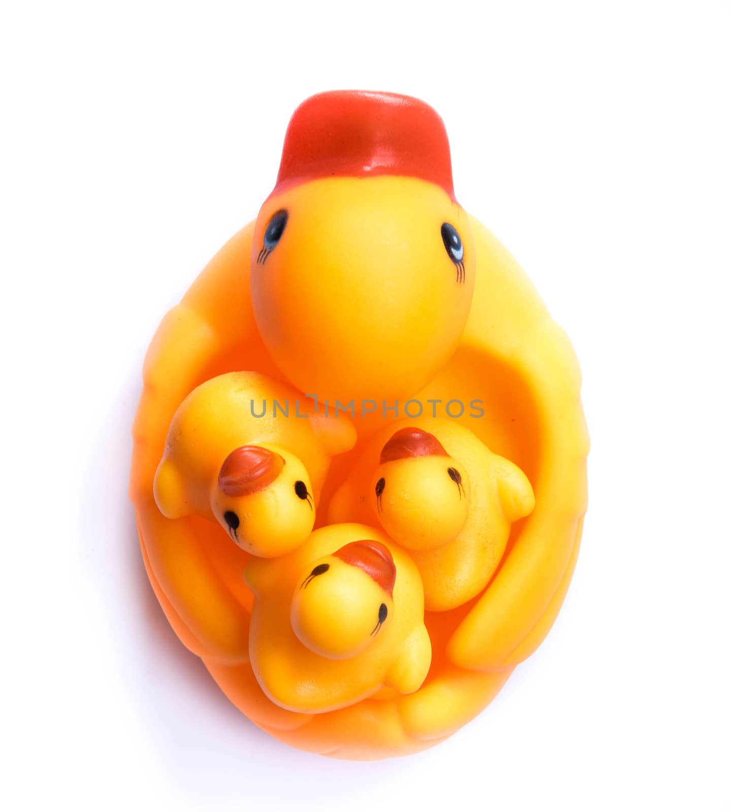 Yellow rubber duck on White Background