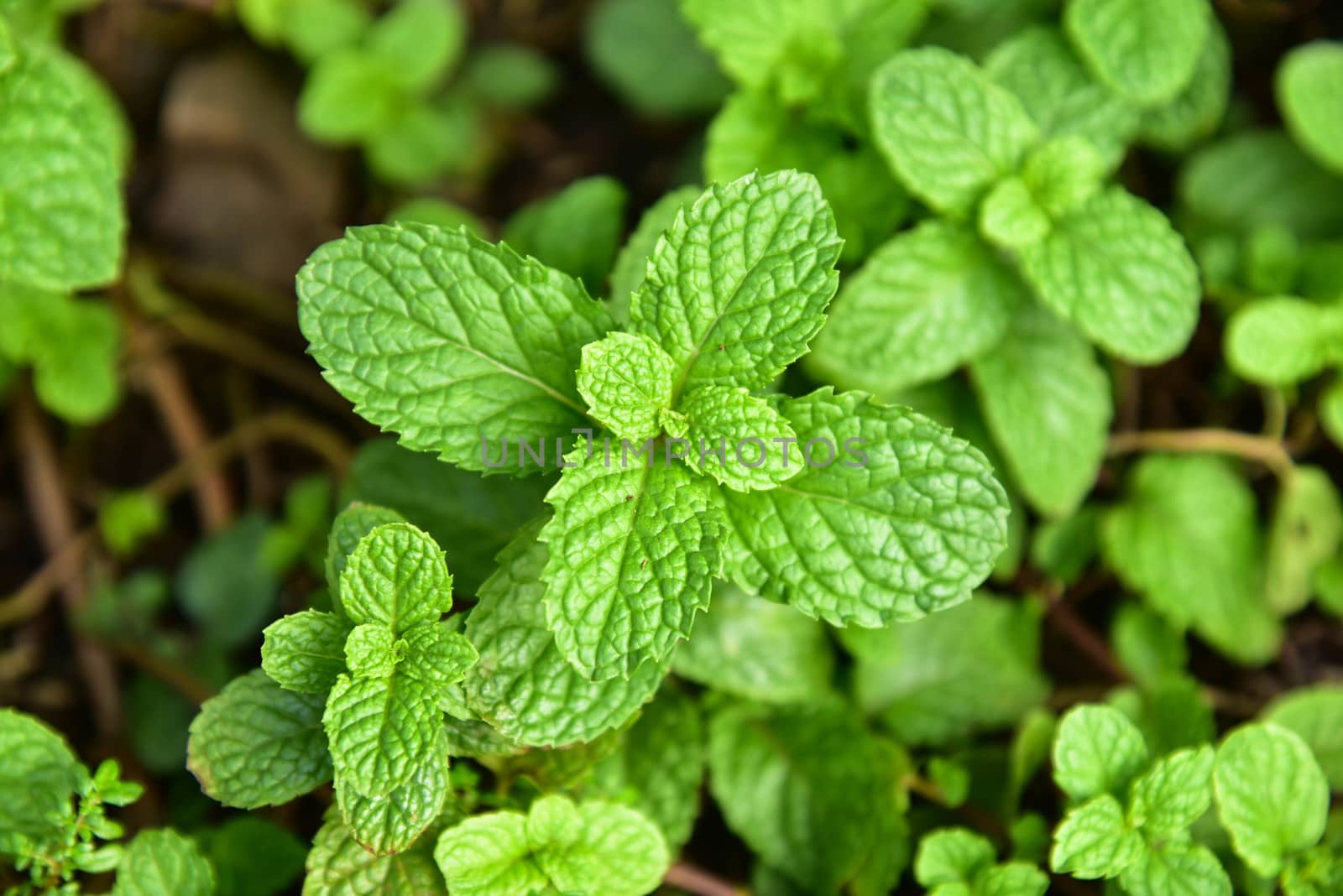 Pepper mint in vegetable garden