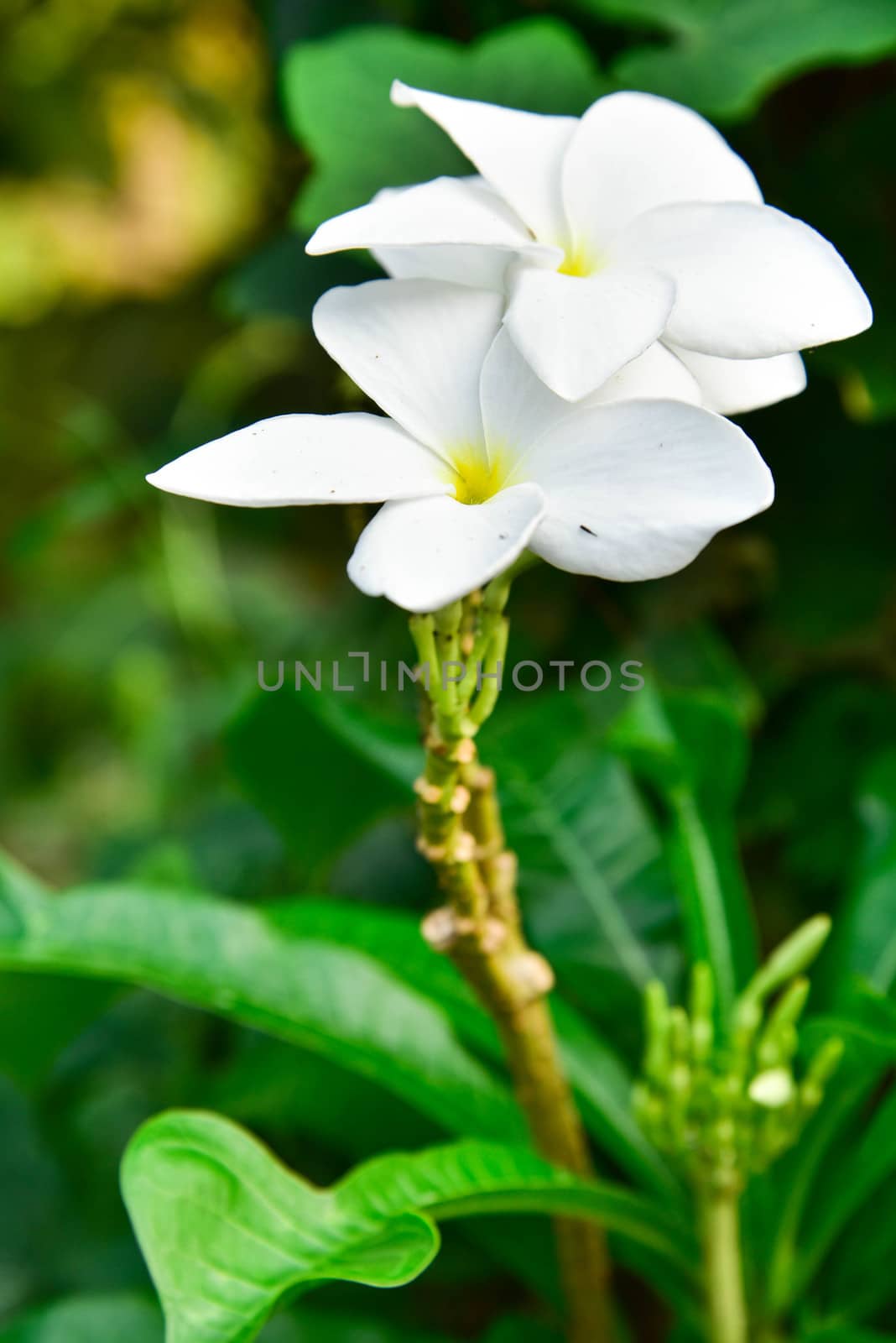 White frangipani flowers with leaves in background