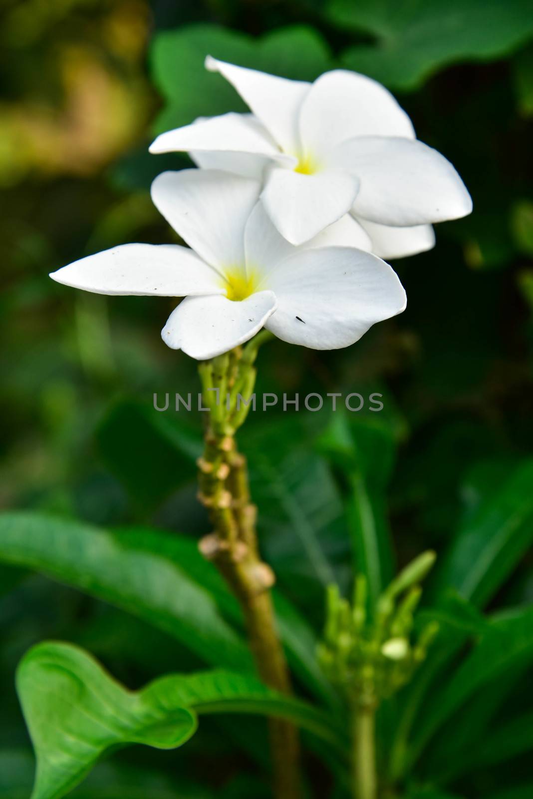 White frangipani flowers with leaves in background