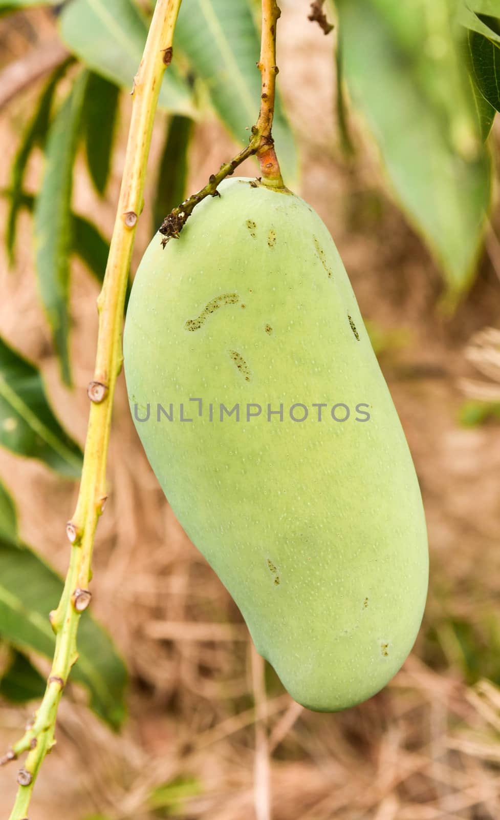 Close up of mangoe on a mango tree