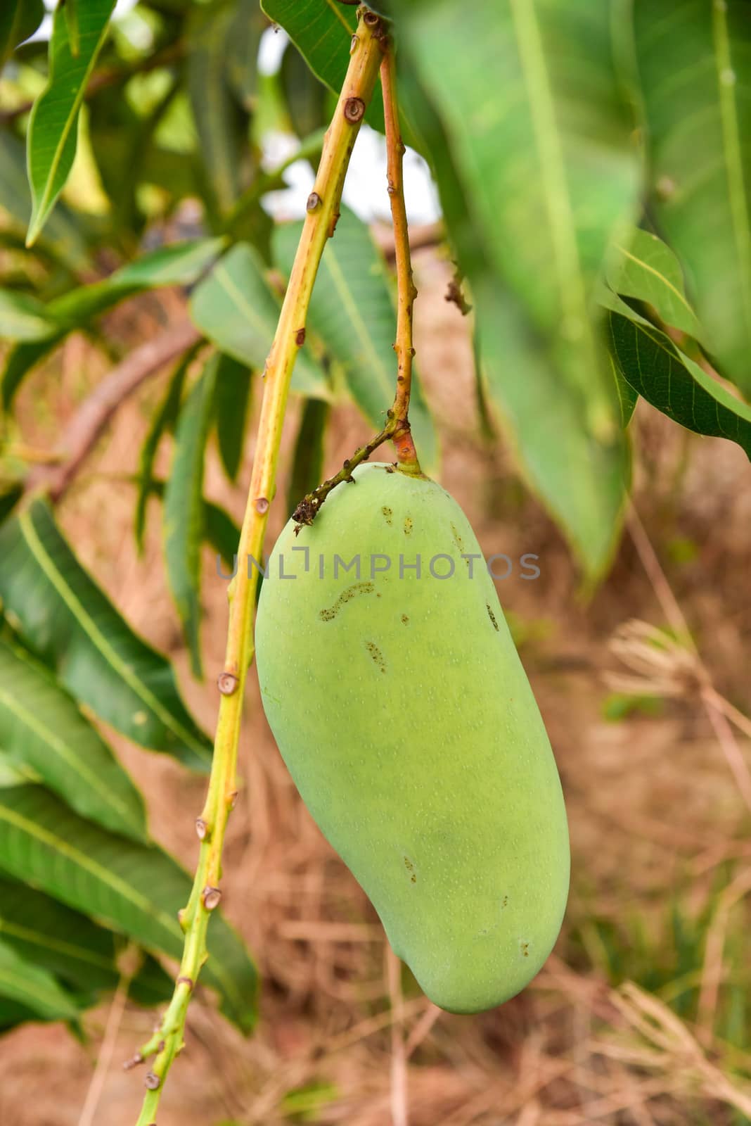 Close up of mangoe on a mango tree