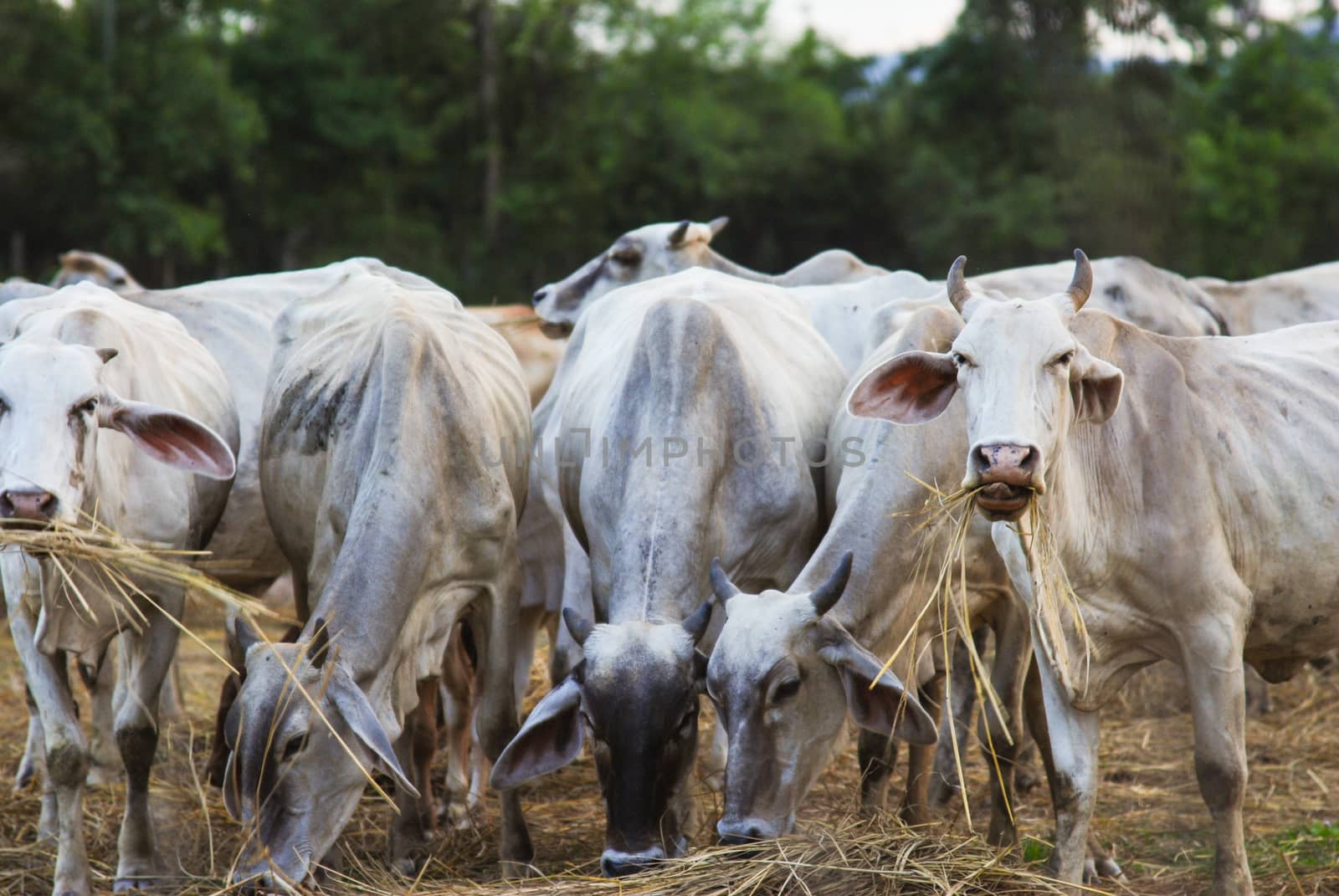 Cow grazing in a farm