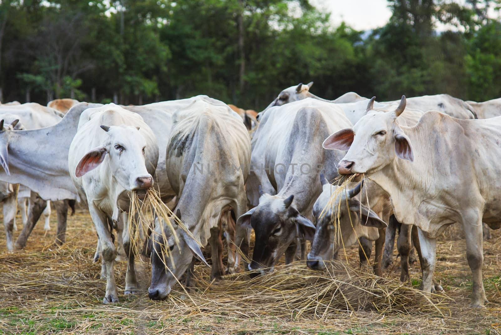 Cow grazing in a farm