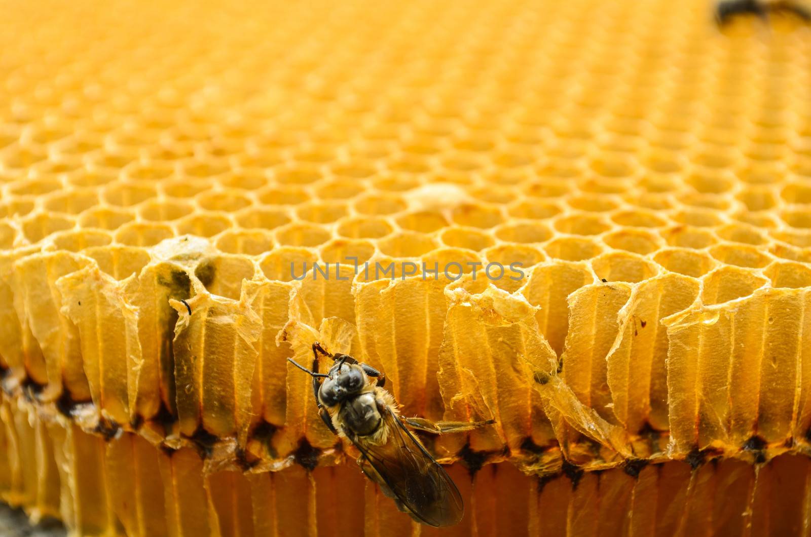 Bee in a beehive on honeycomb