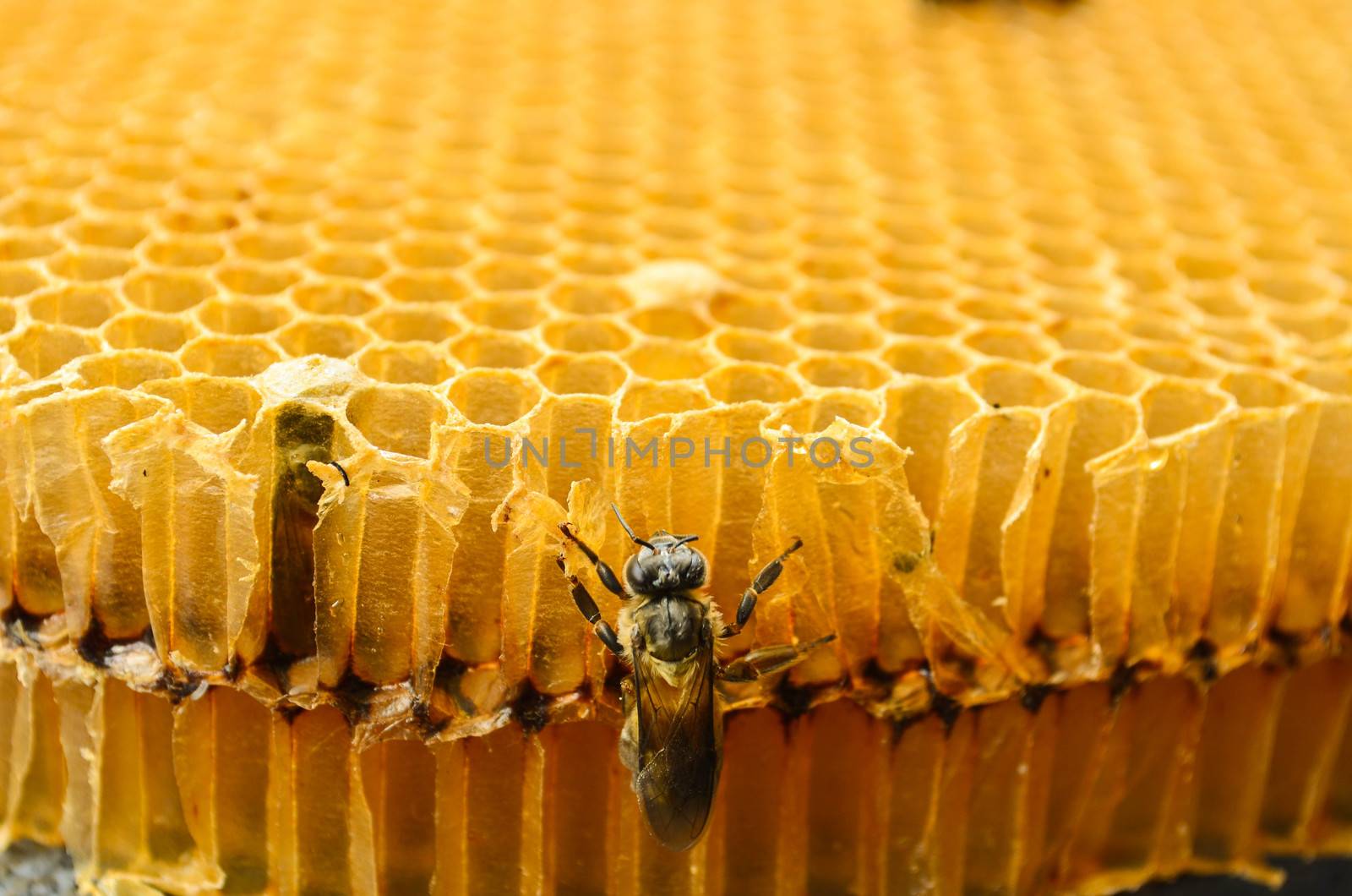 Bee in a beehive on honeycomb