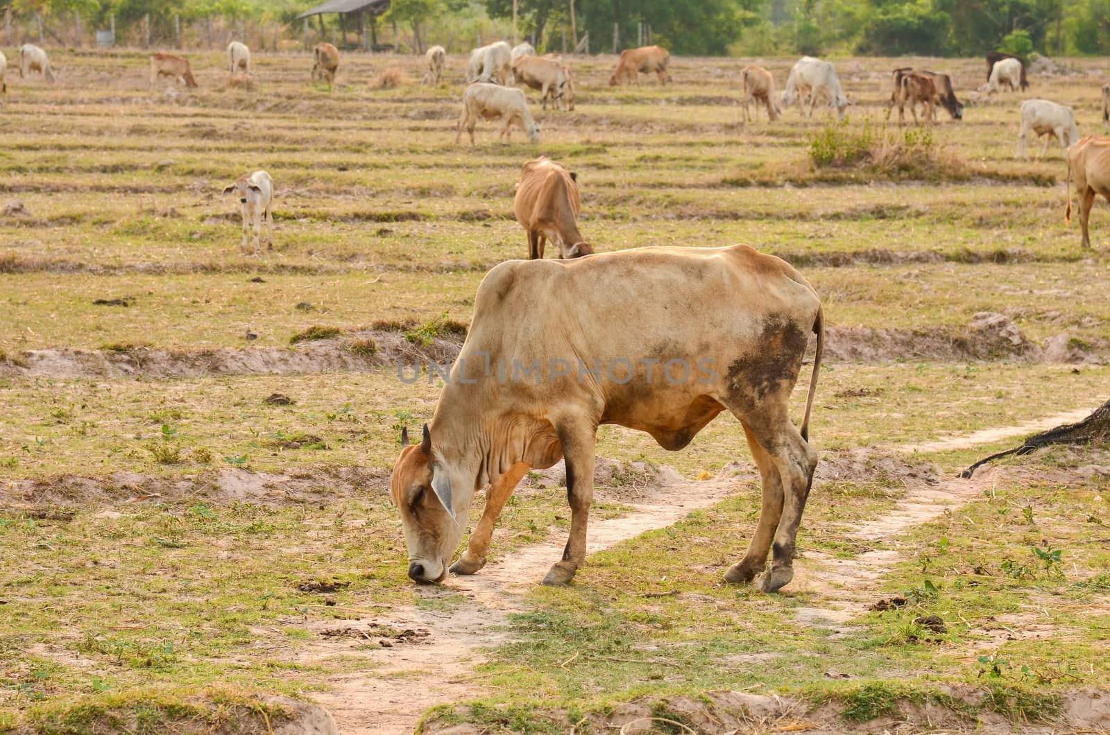 cows on meadow