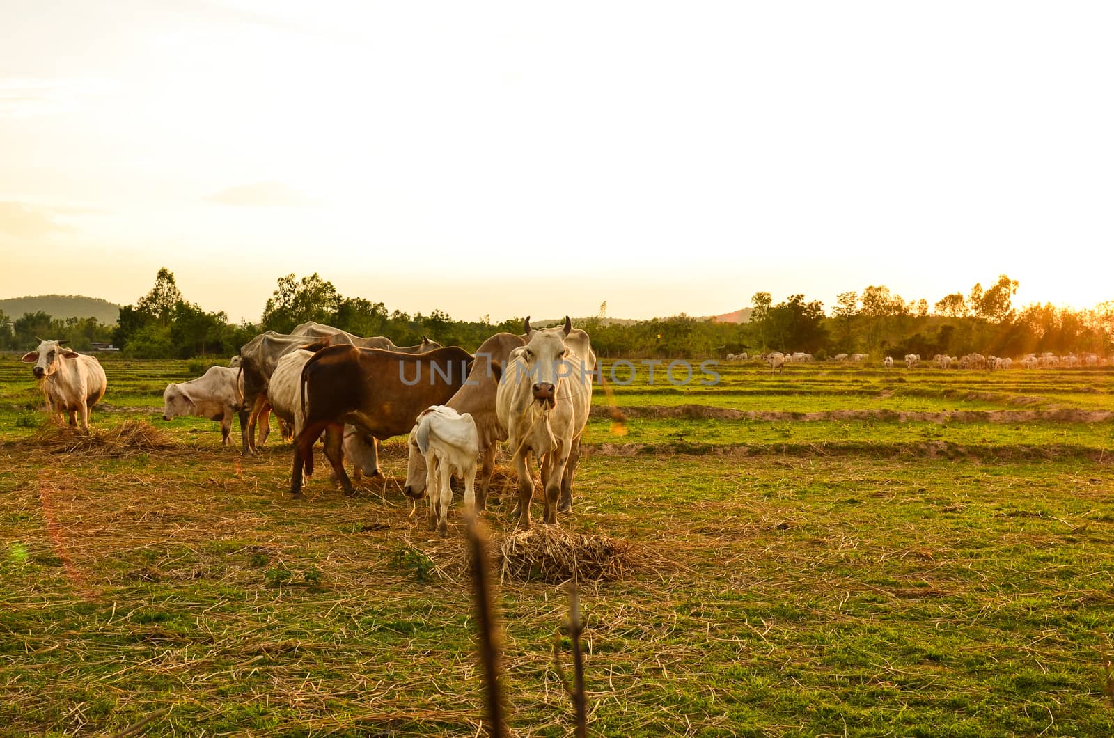 Cow grazing in a sunset meadow in Thailand.