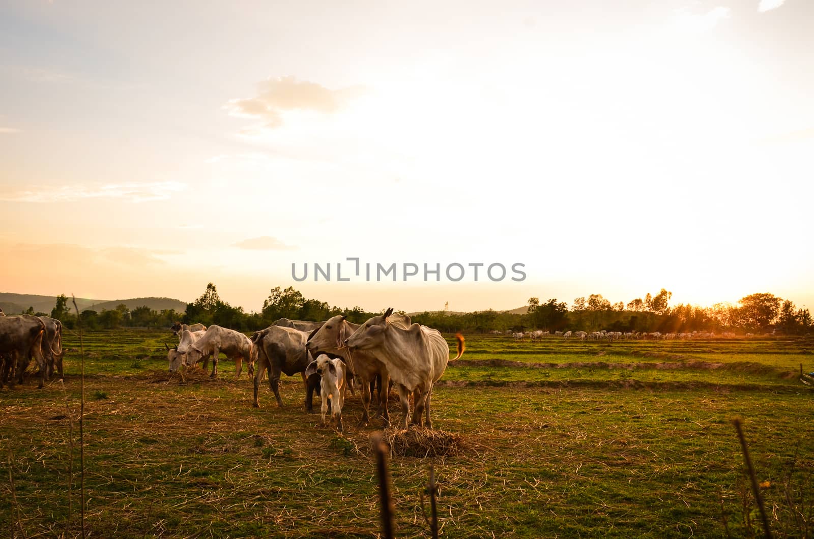 Cow grazing in a sunset meadow in Thailand.