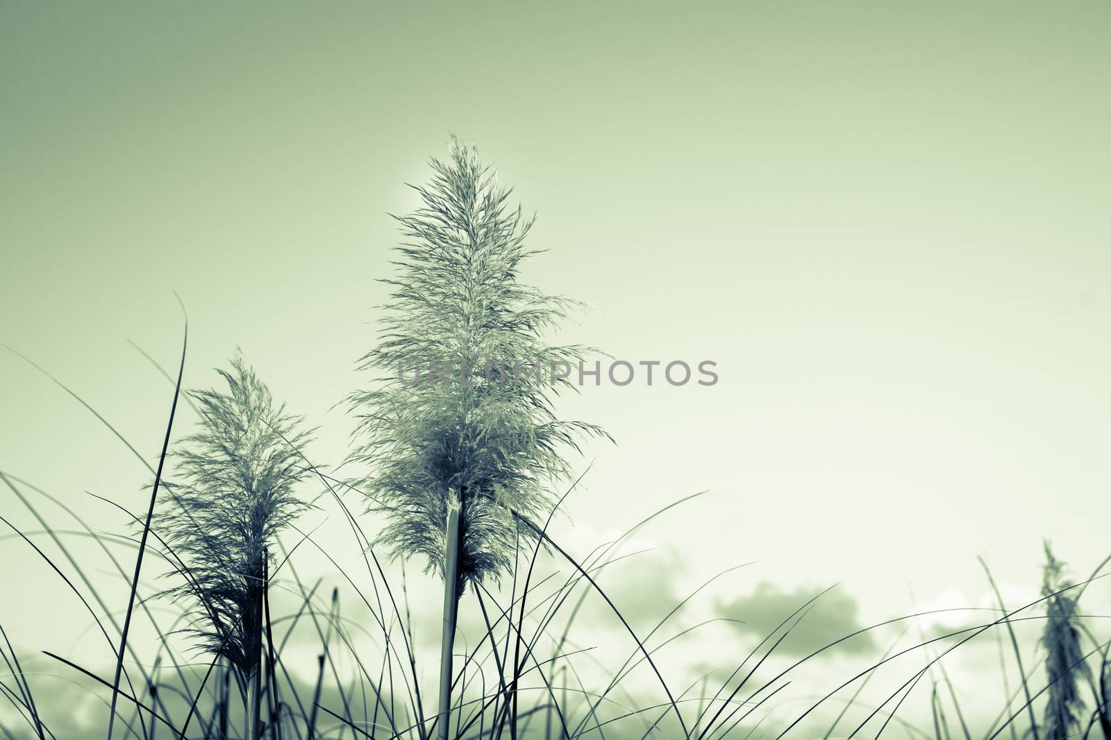 Retro image pampas grass, old faded effect low clouds and clear sky with vignette.