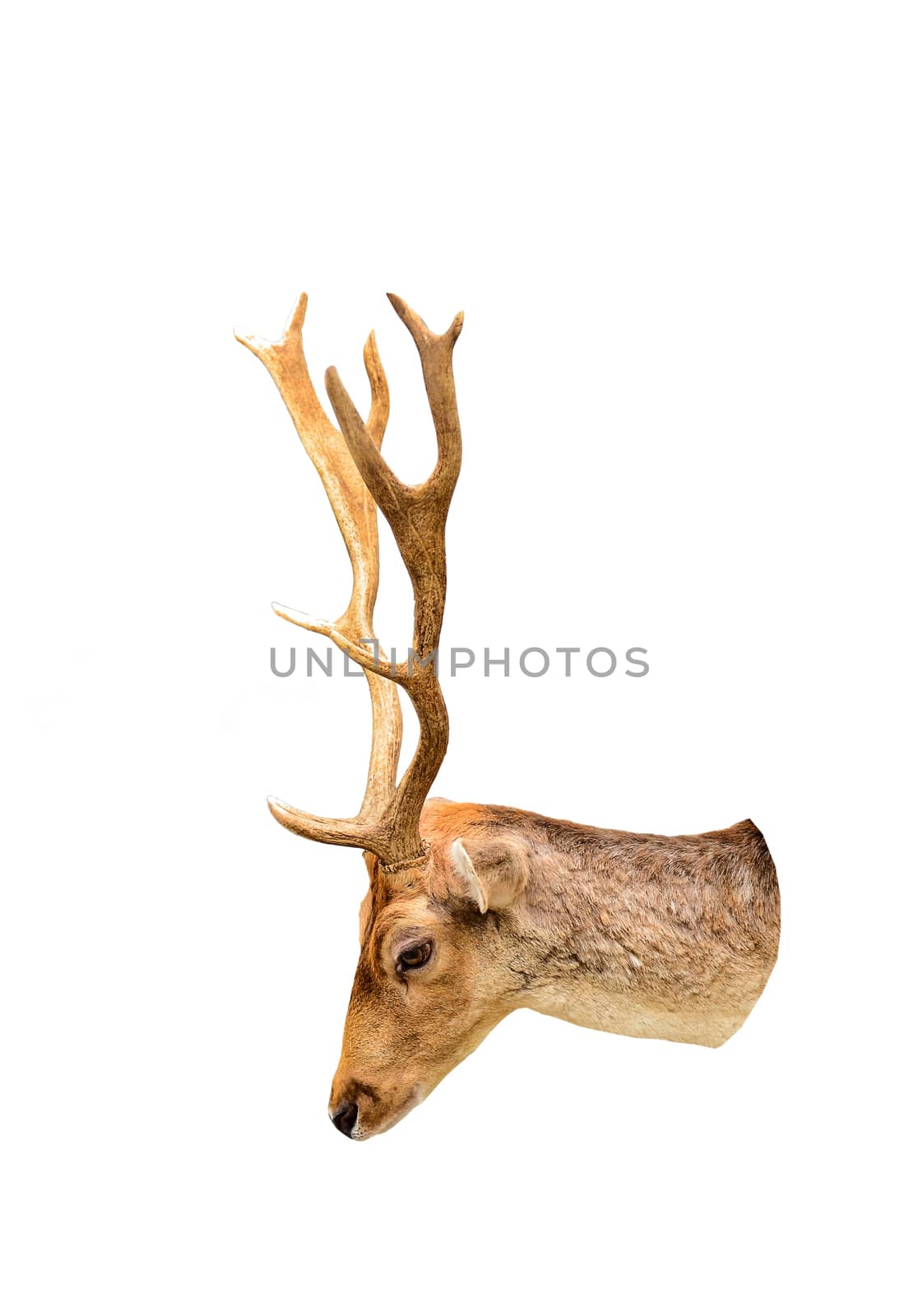 Deer head isolated on white background