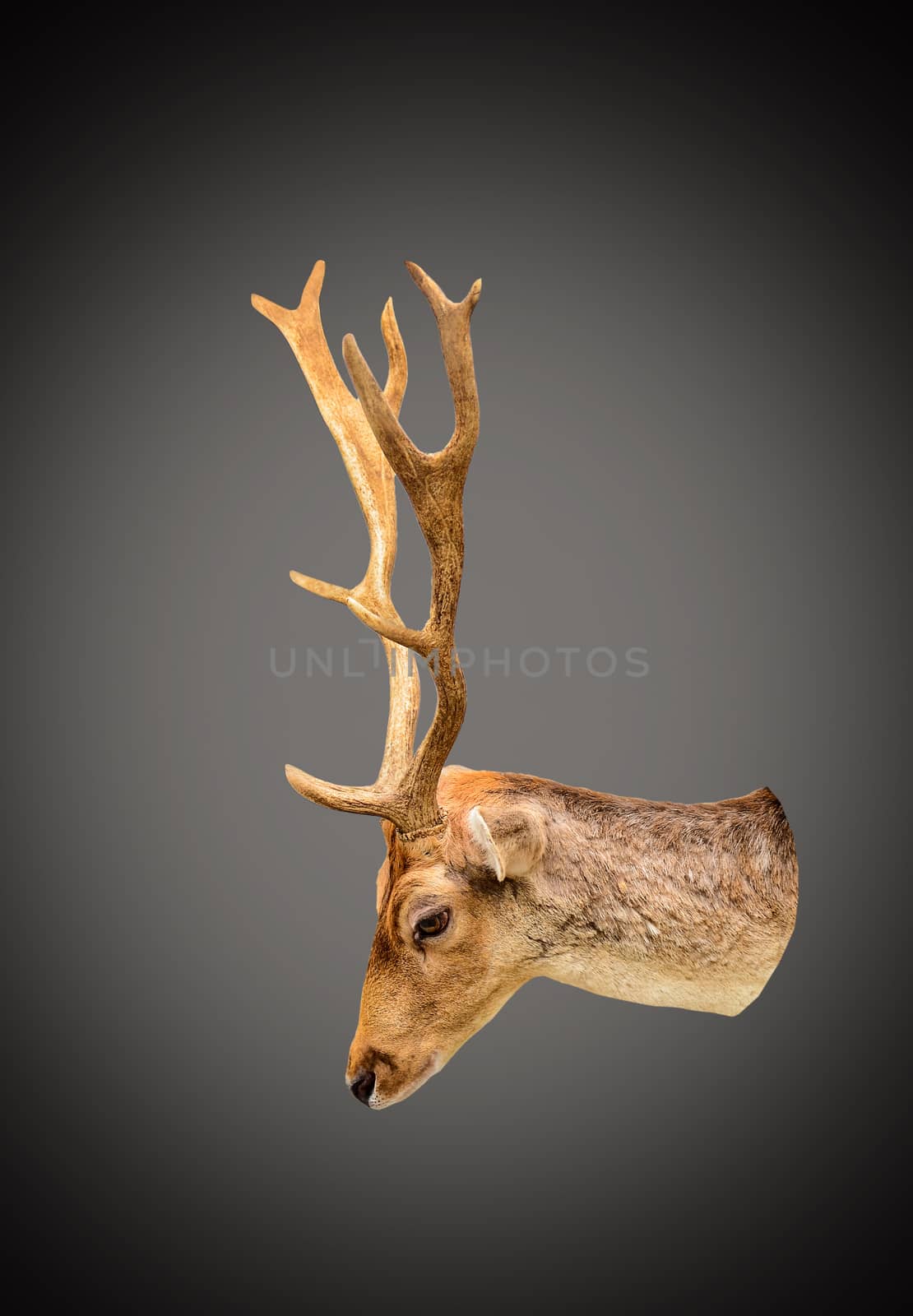 Deer head isolated on white background