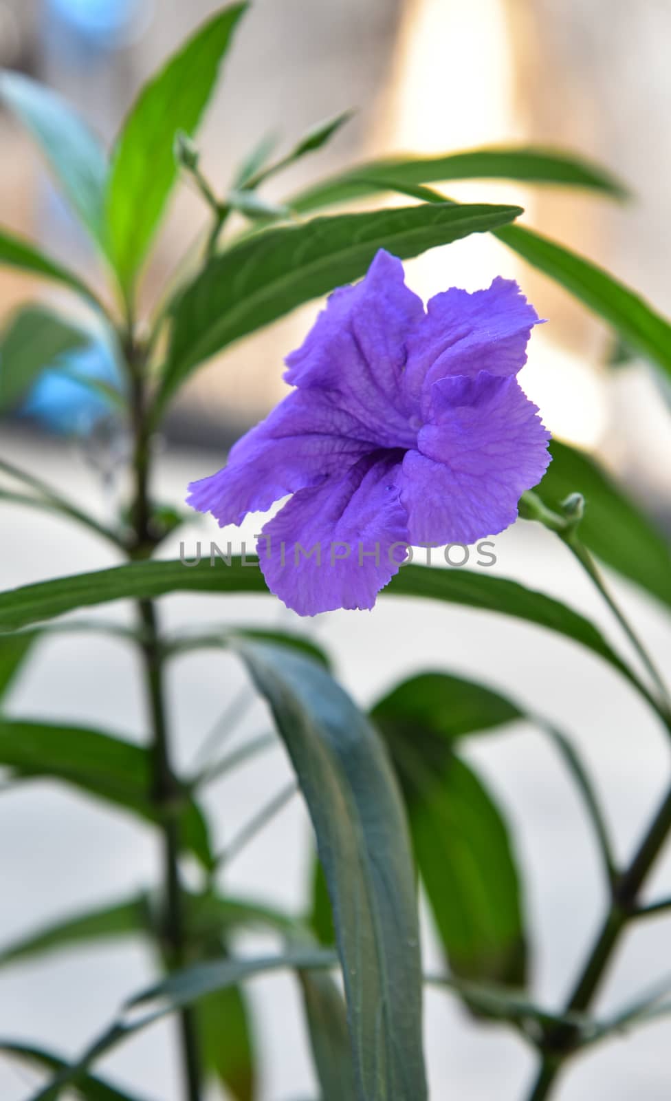 Beautiful Violet Flowers