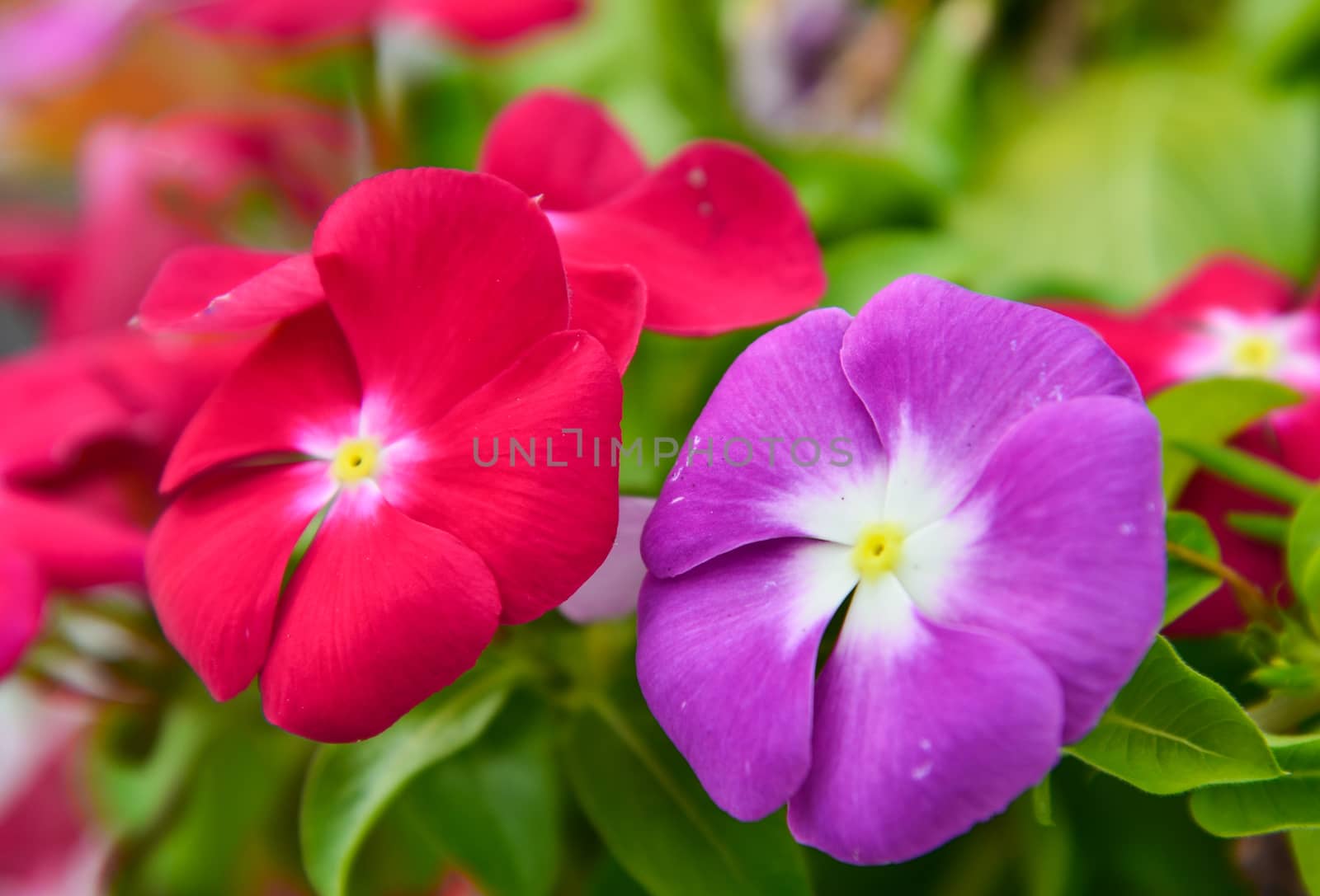 Colorful red flower and violet