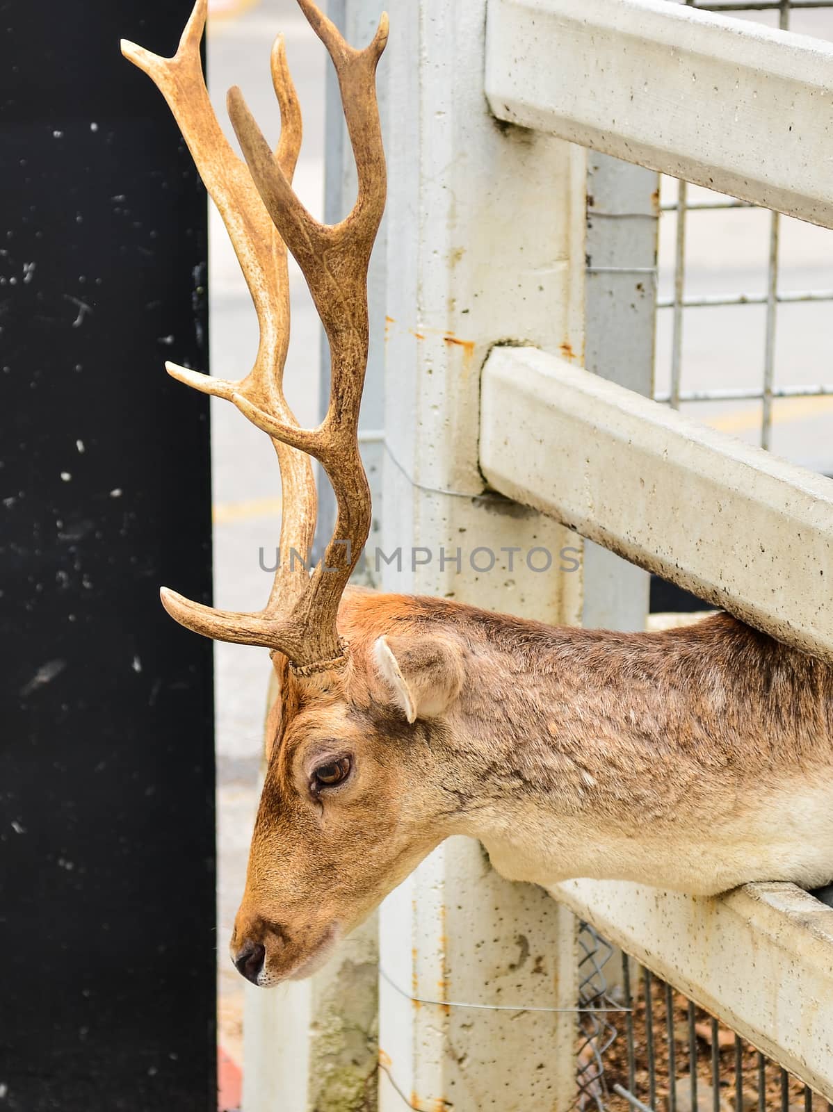 Deer in cage in zoo