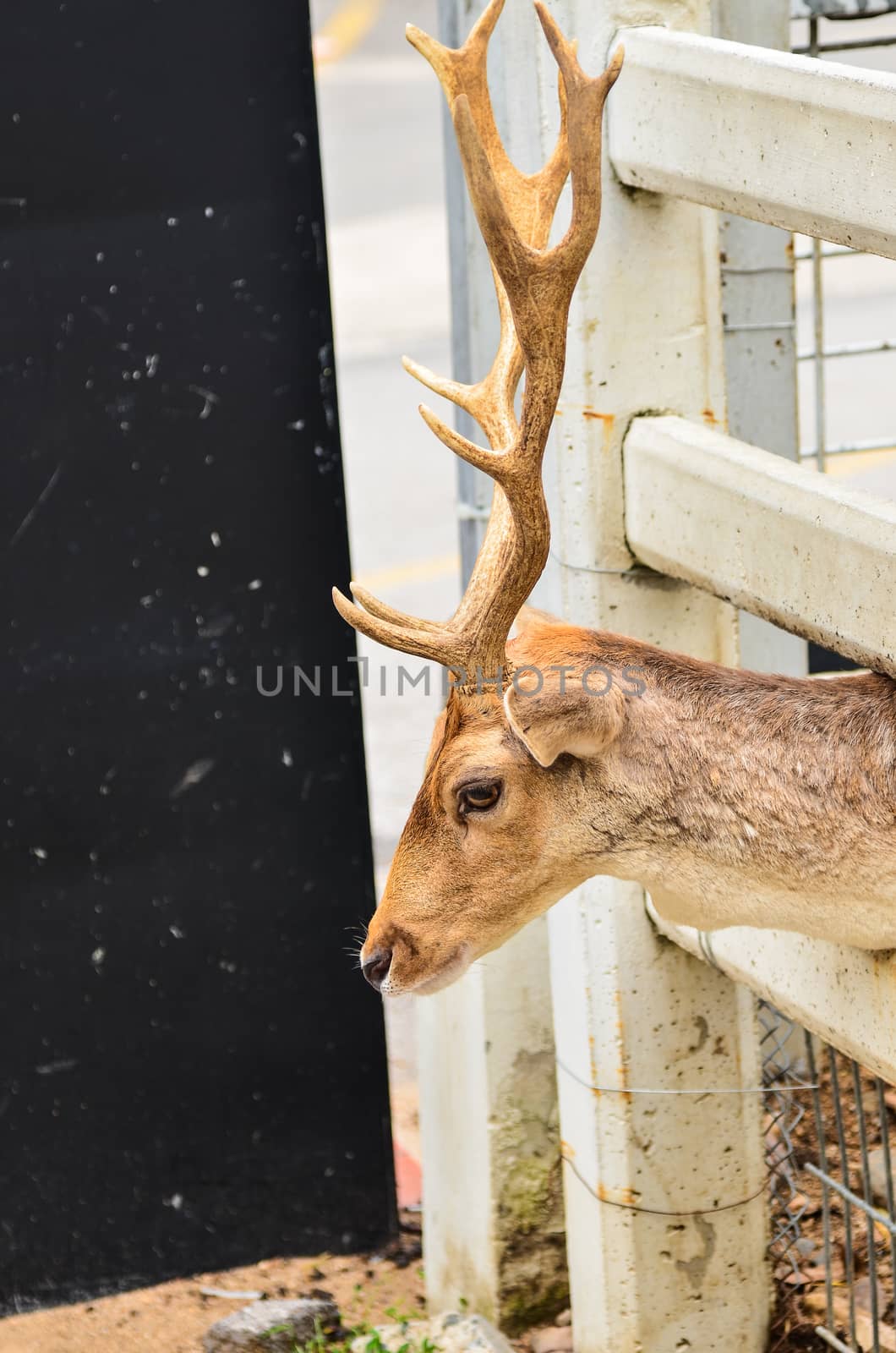 Deer in cage in zoo