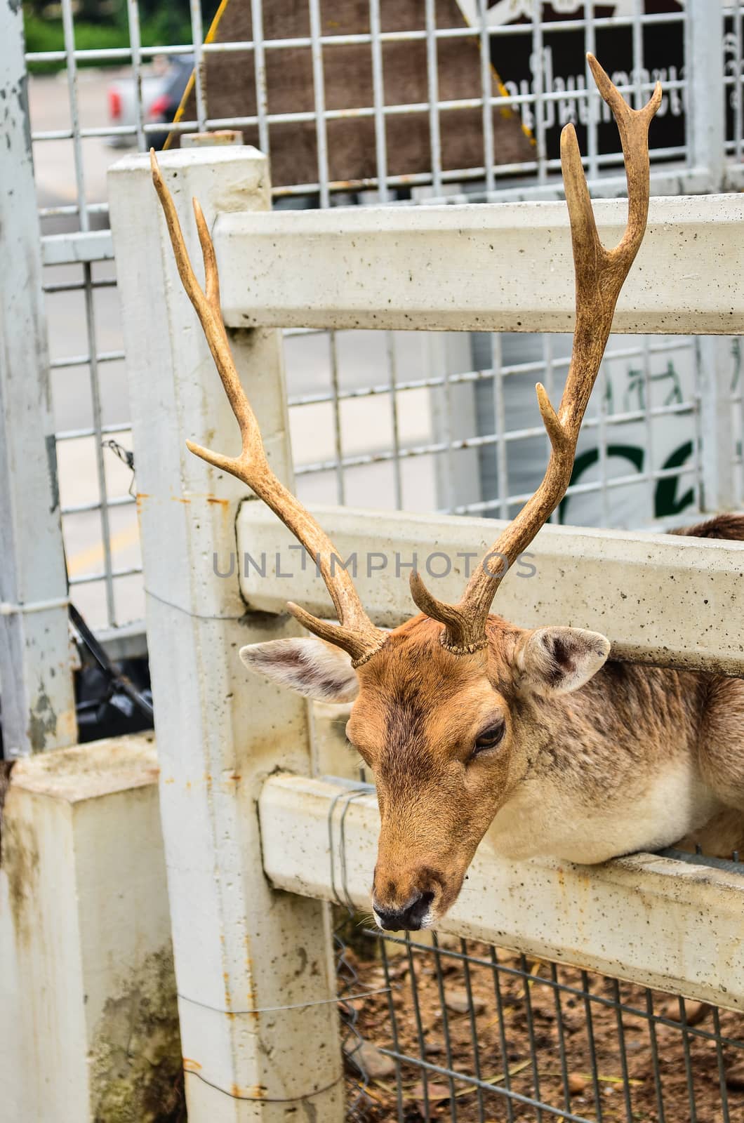 Deer in cage in zoo