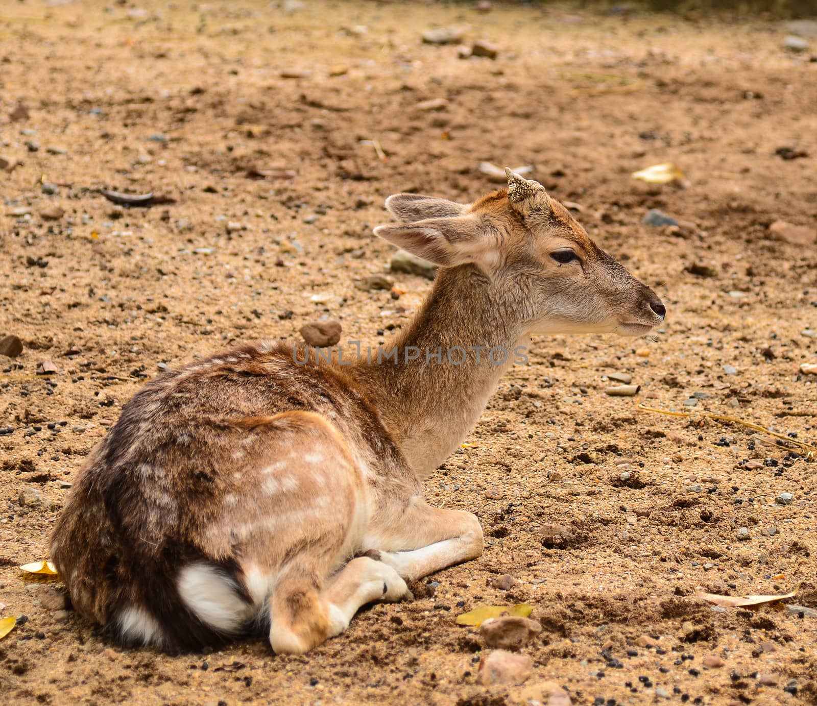 Young deer